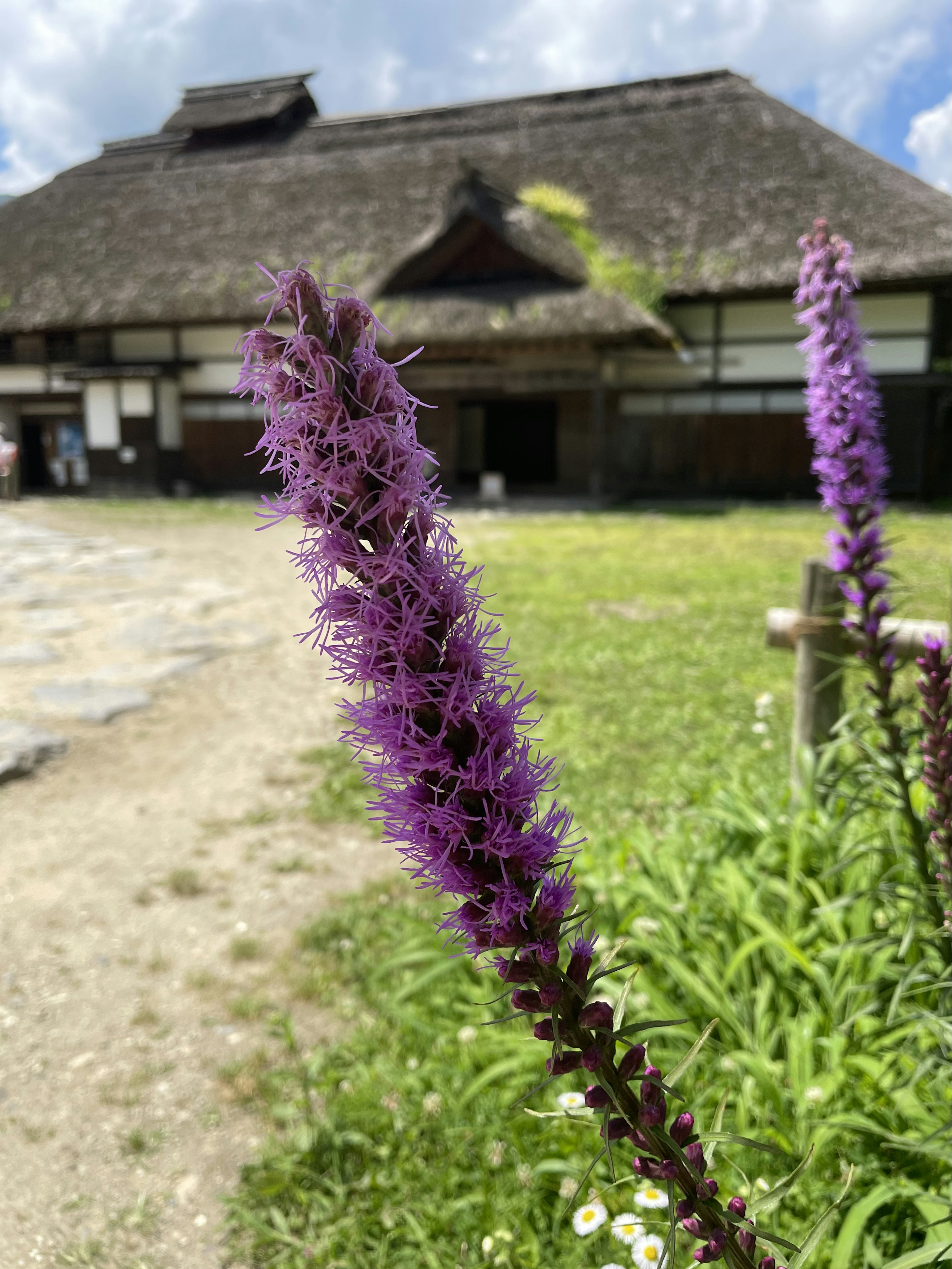 Fleur violette au premier plan avec une maison japonaise traditionnelle en arrière-plan