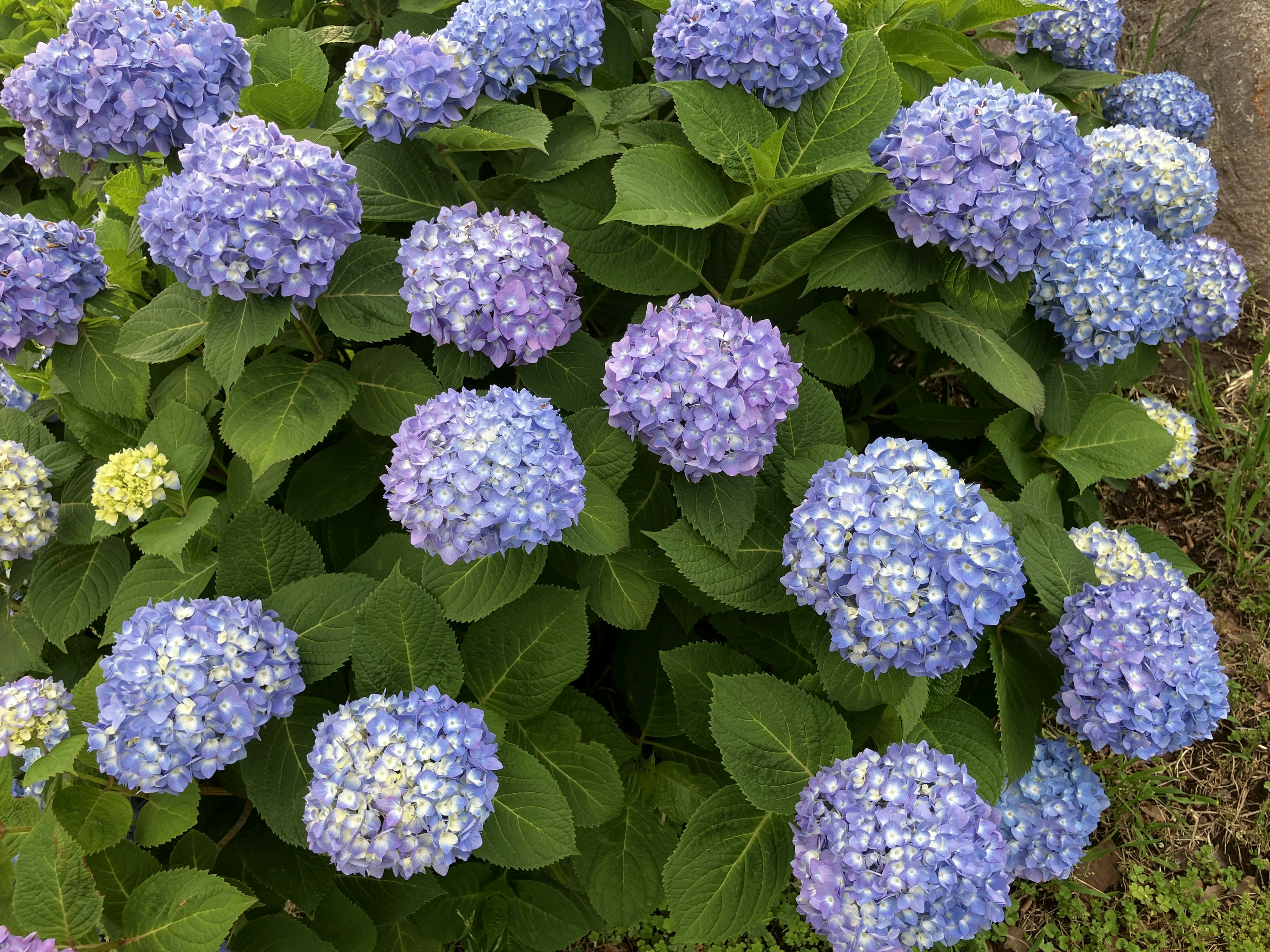 A garden scene with blooming blue and purple hydrangea flowers