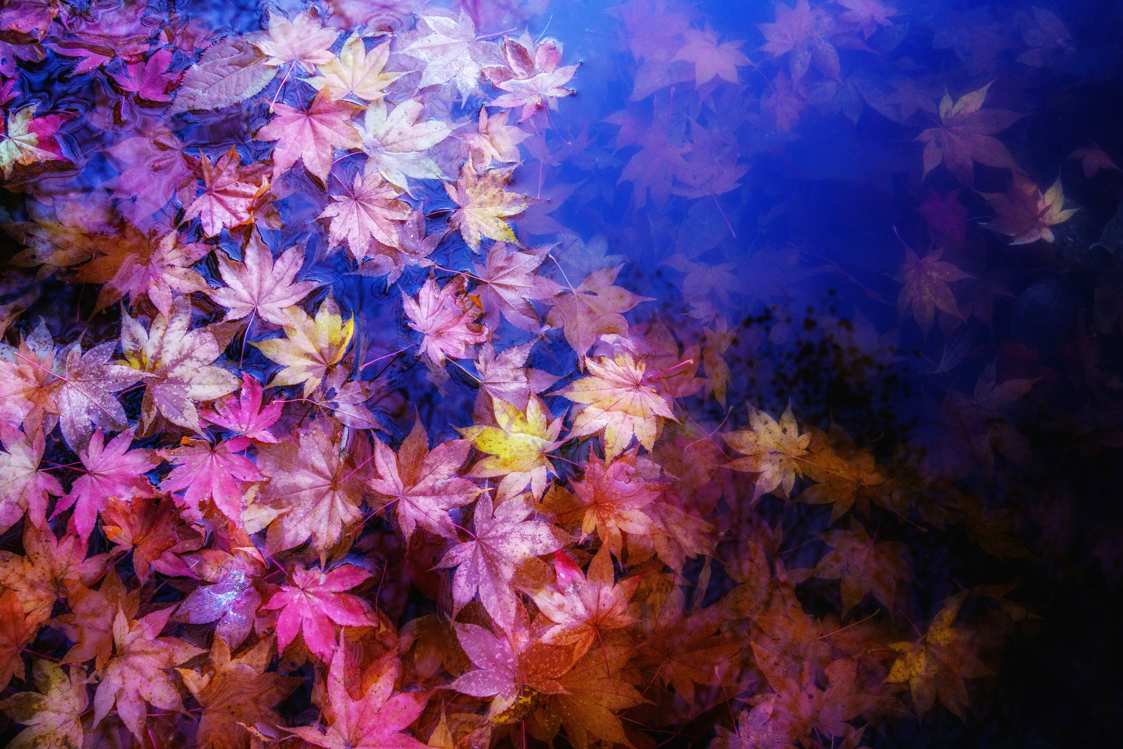 Feuilles d'érable colorées flottant à la surface de l'eau