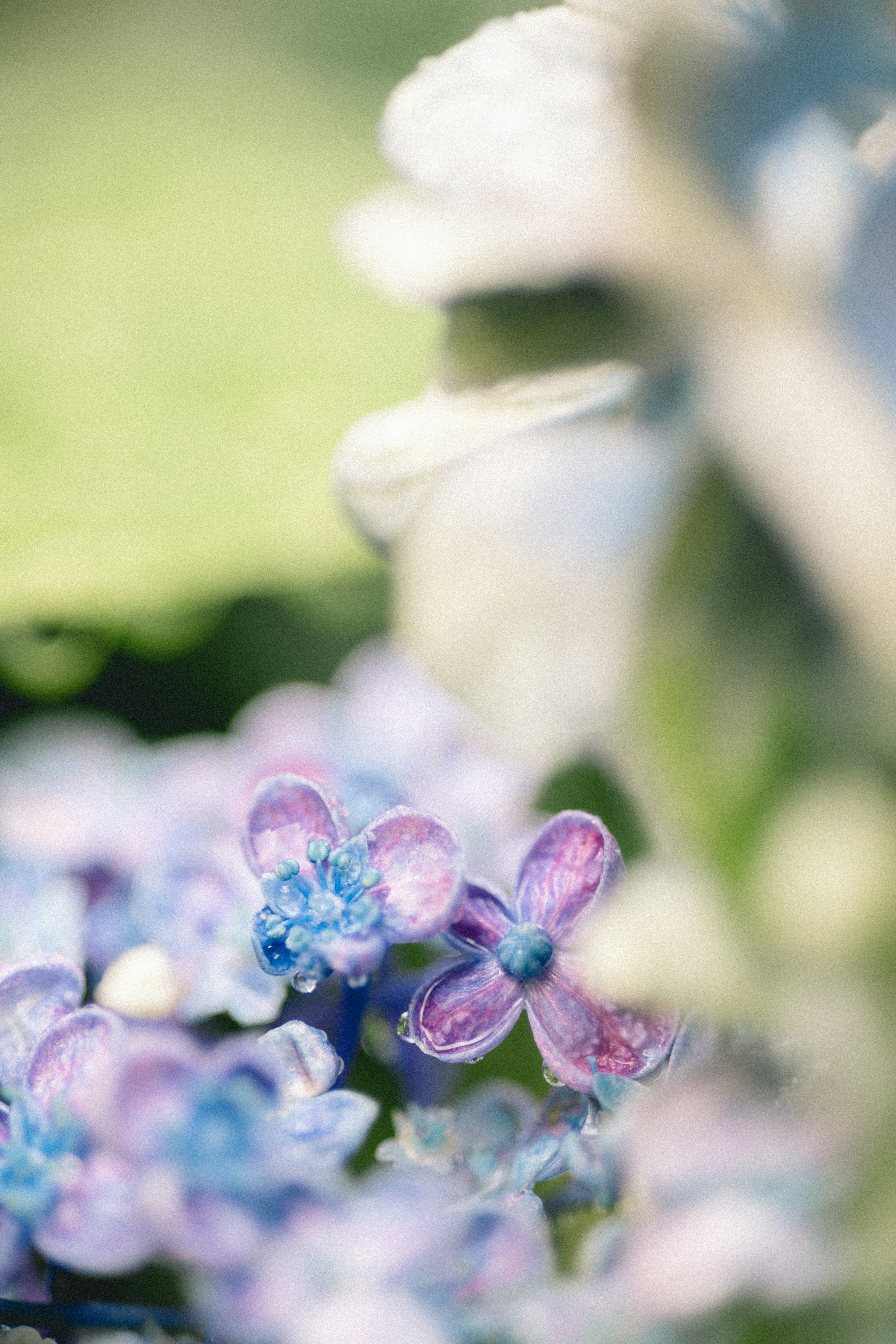 Flores moradas delicadas en primer plano con flores borrosas al fondo