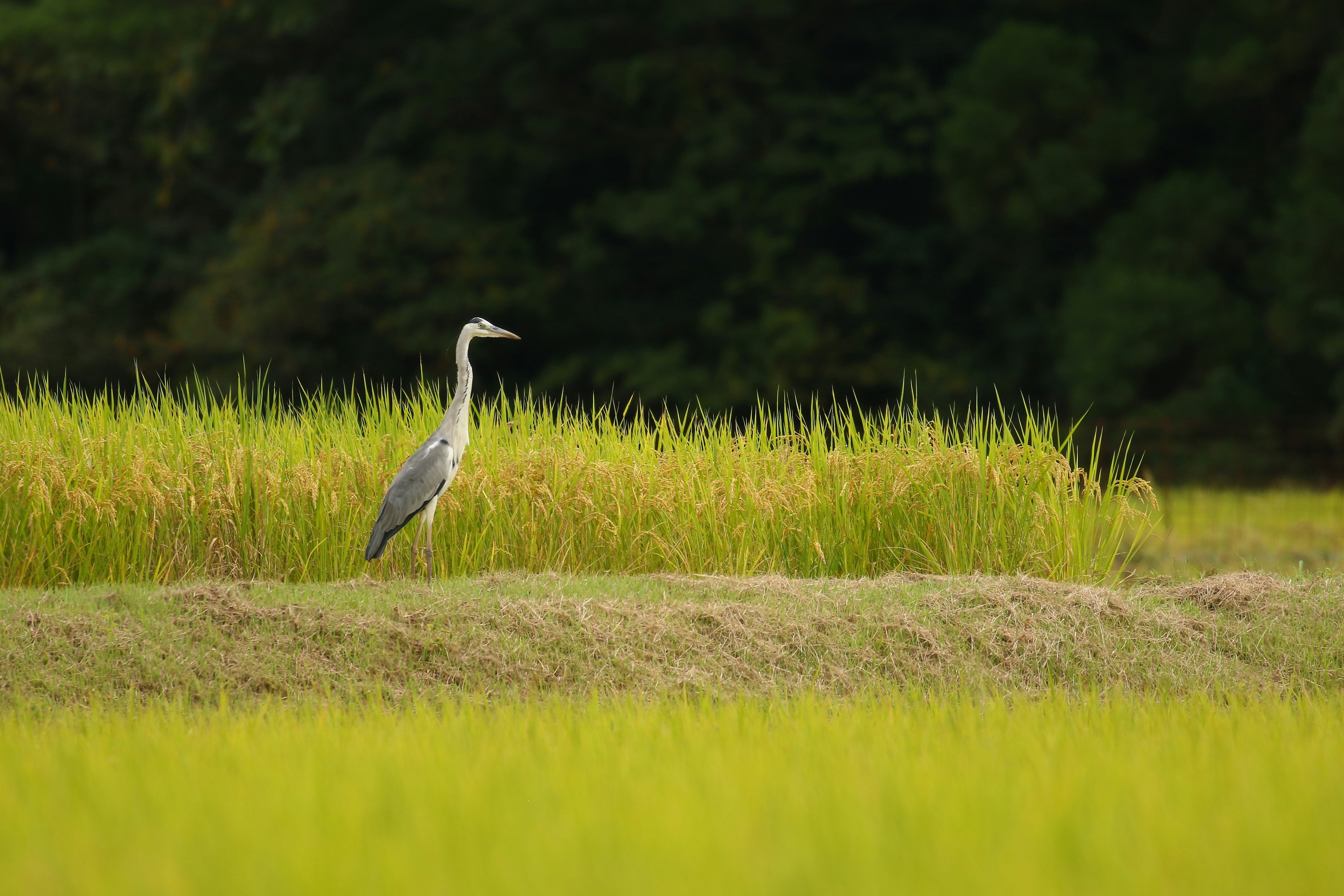 Seekor heron biru berdiri di ladang padi