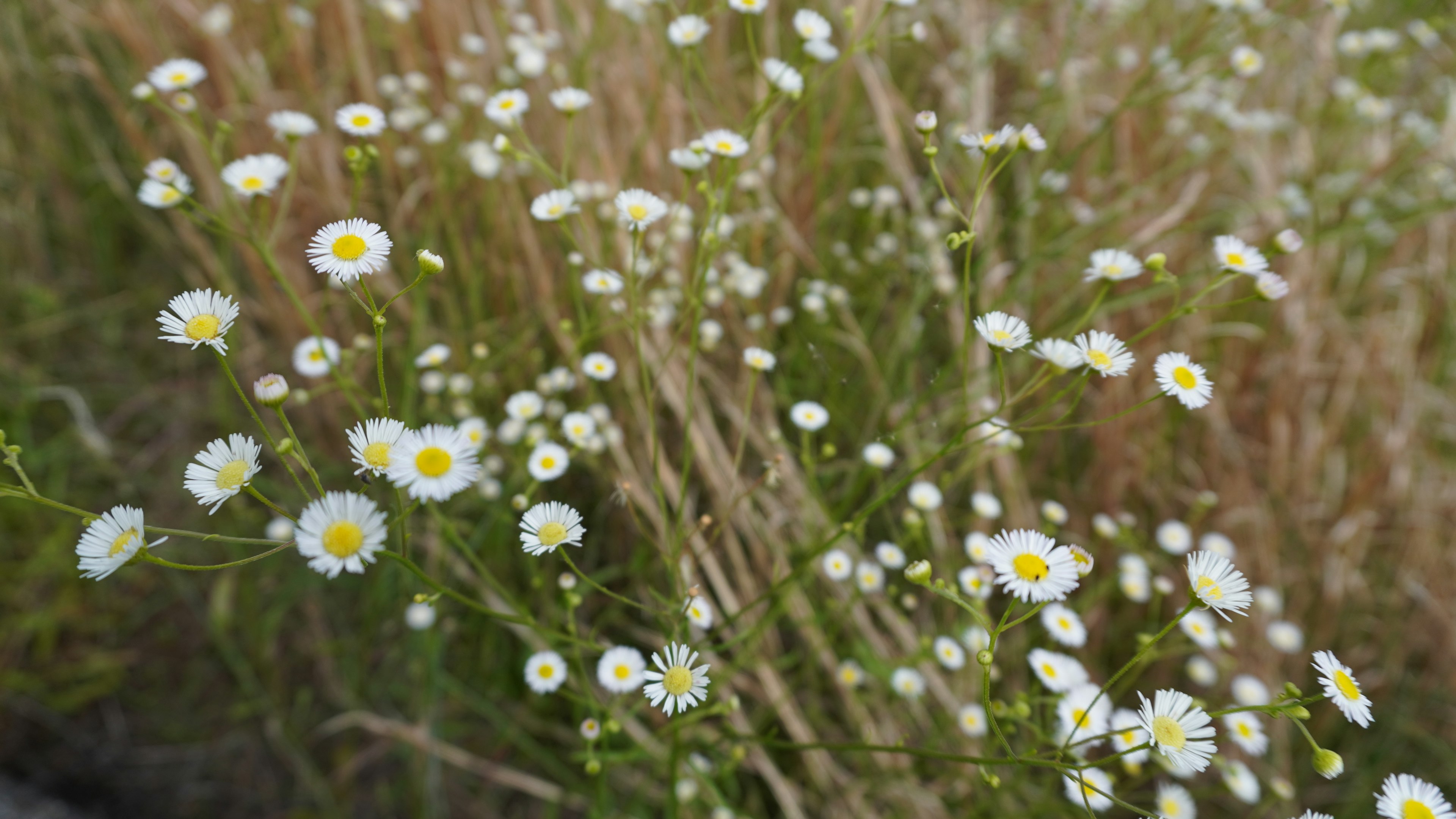 Feld mit kleinen weißen Blumen und gelben Zentren