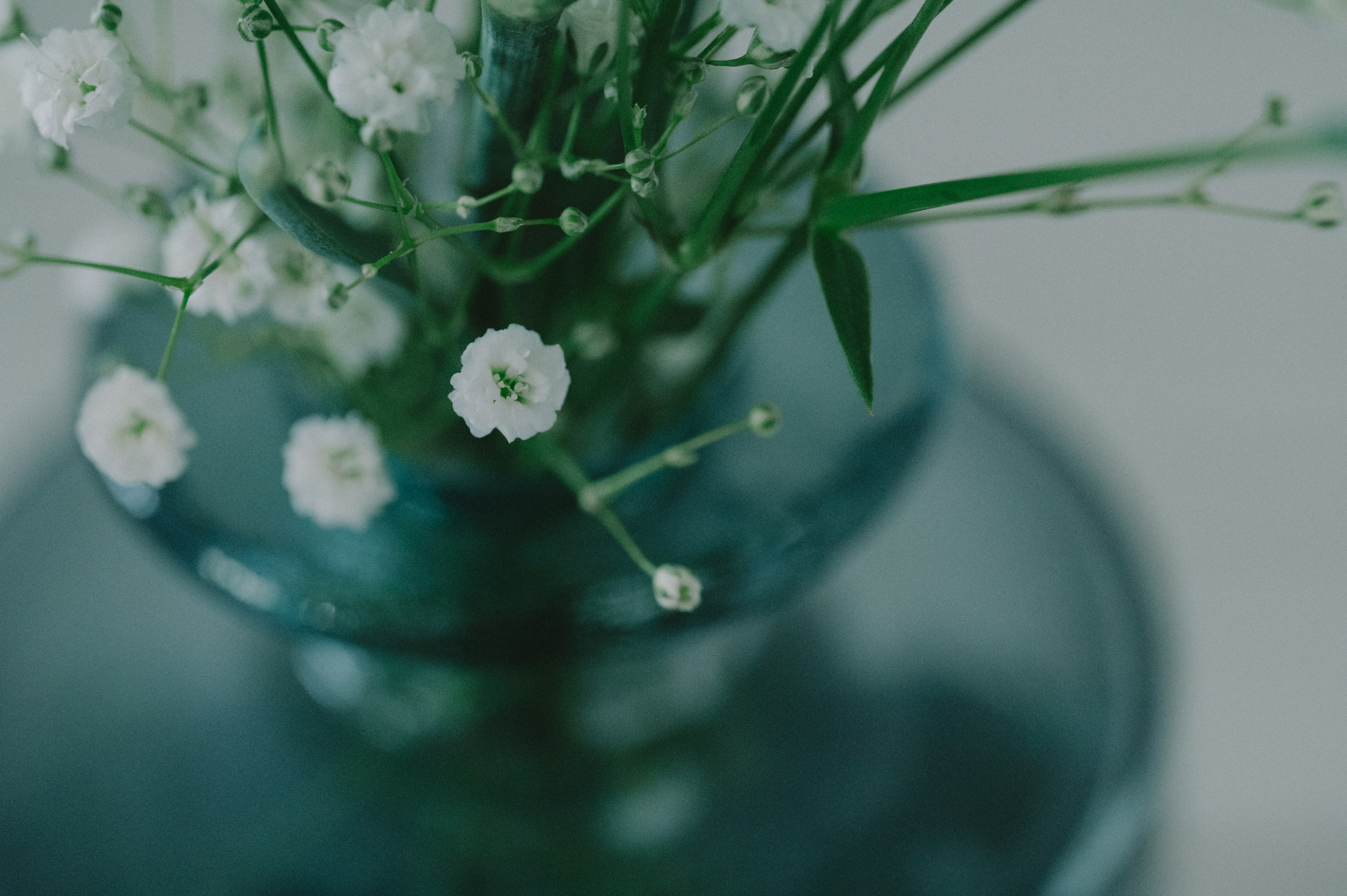 Arreglo simple de flores blancas en un jarrón azul