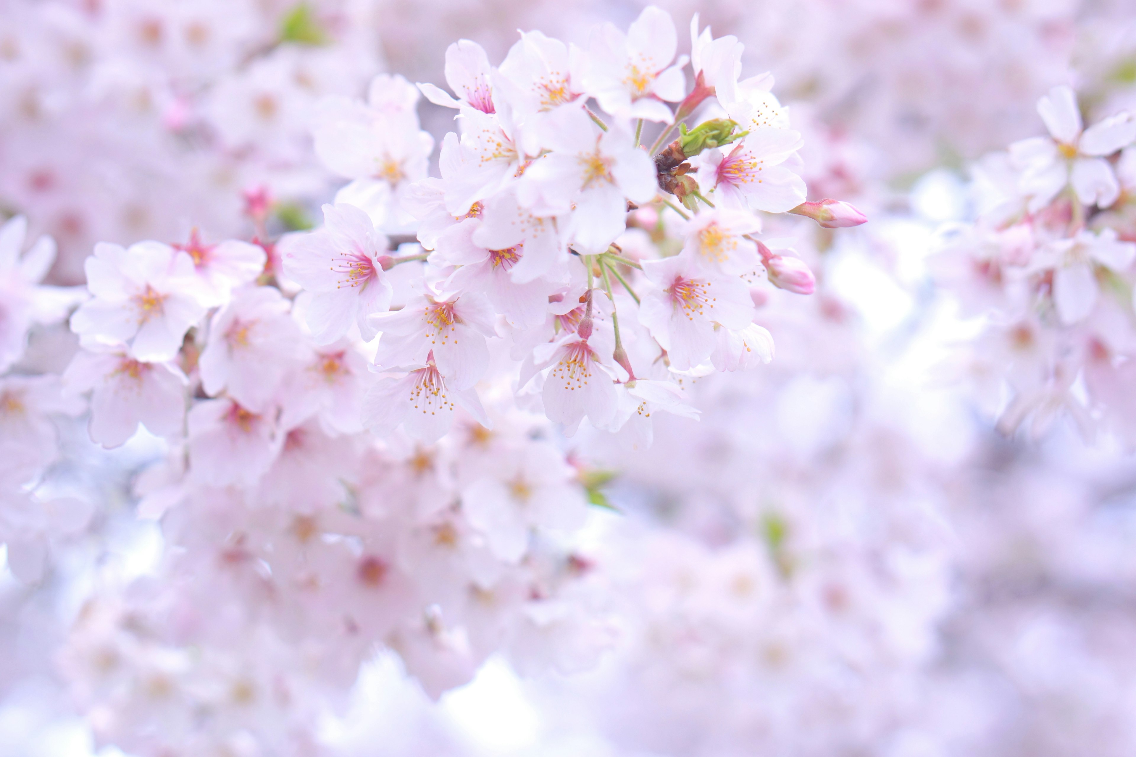 ภาพดอกซากุระบานในเฉดสีชมพูอ่อน