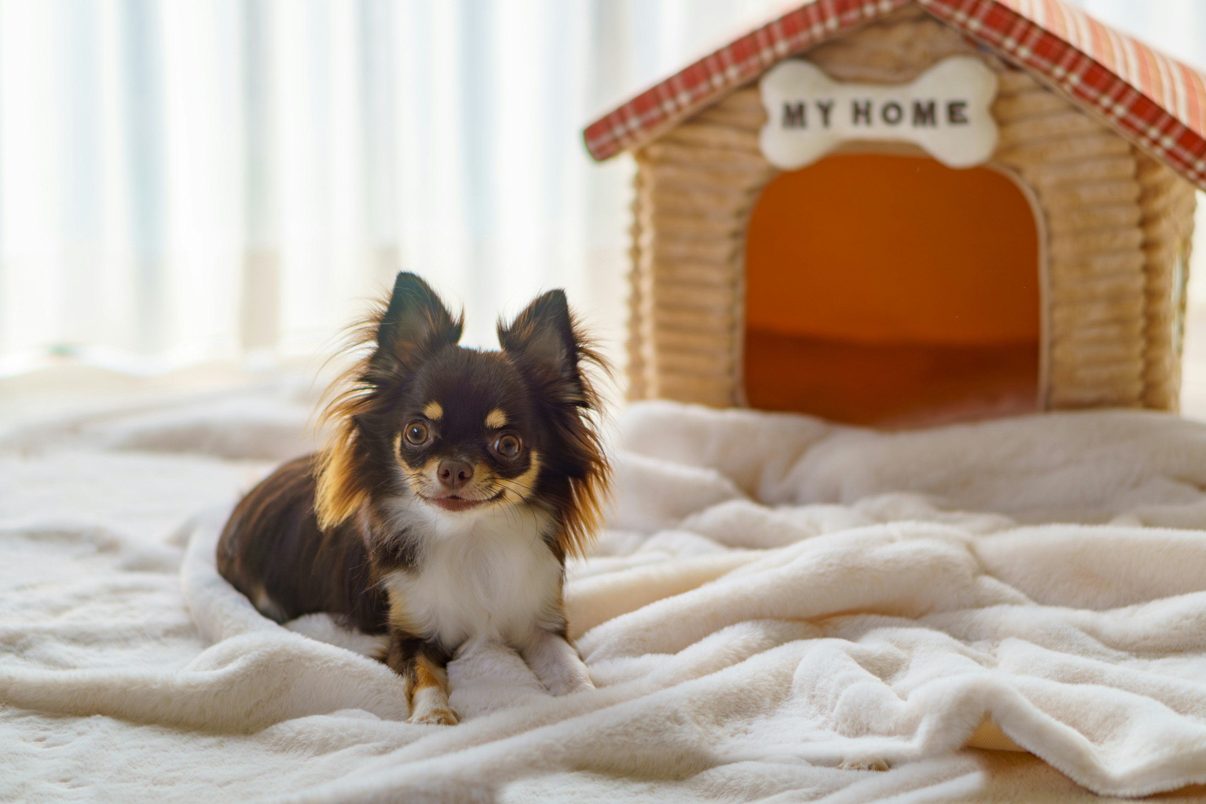 Un Chihuahua noir et brun assis sur une couverture avec une niche en arrière-plan