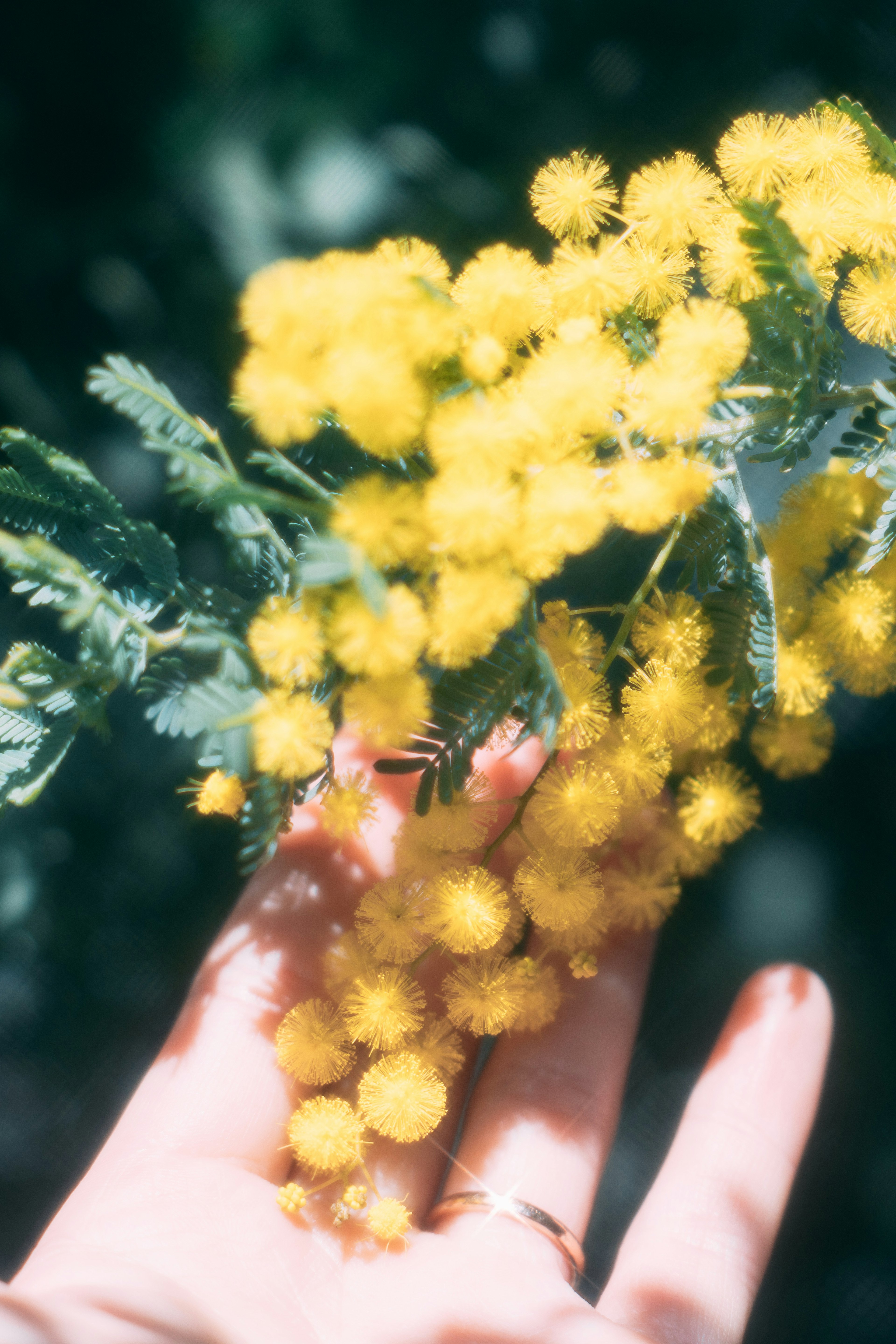 Une main tenant un bouquet de fleurs de mimosa jaunes avec des feuilles vertes
