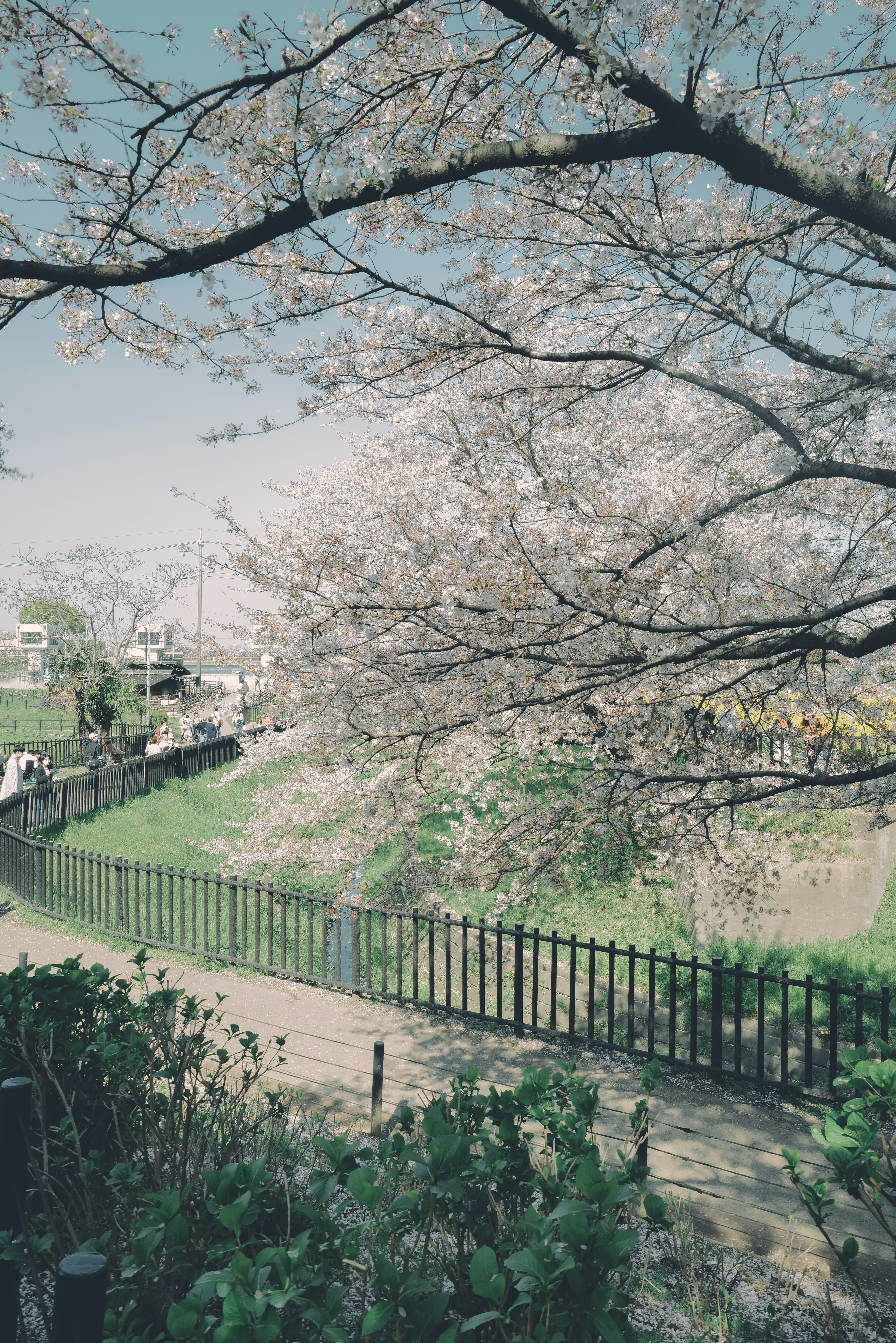 樱花树的风景公园里有人走动