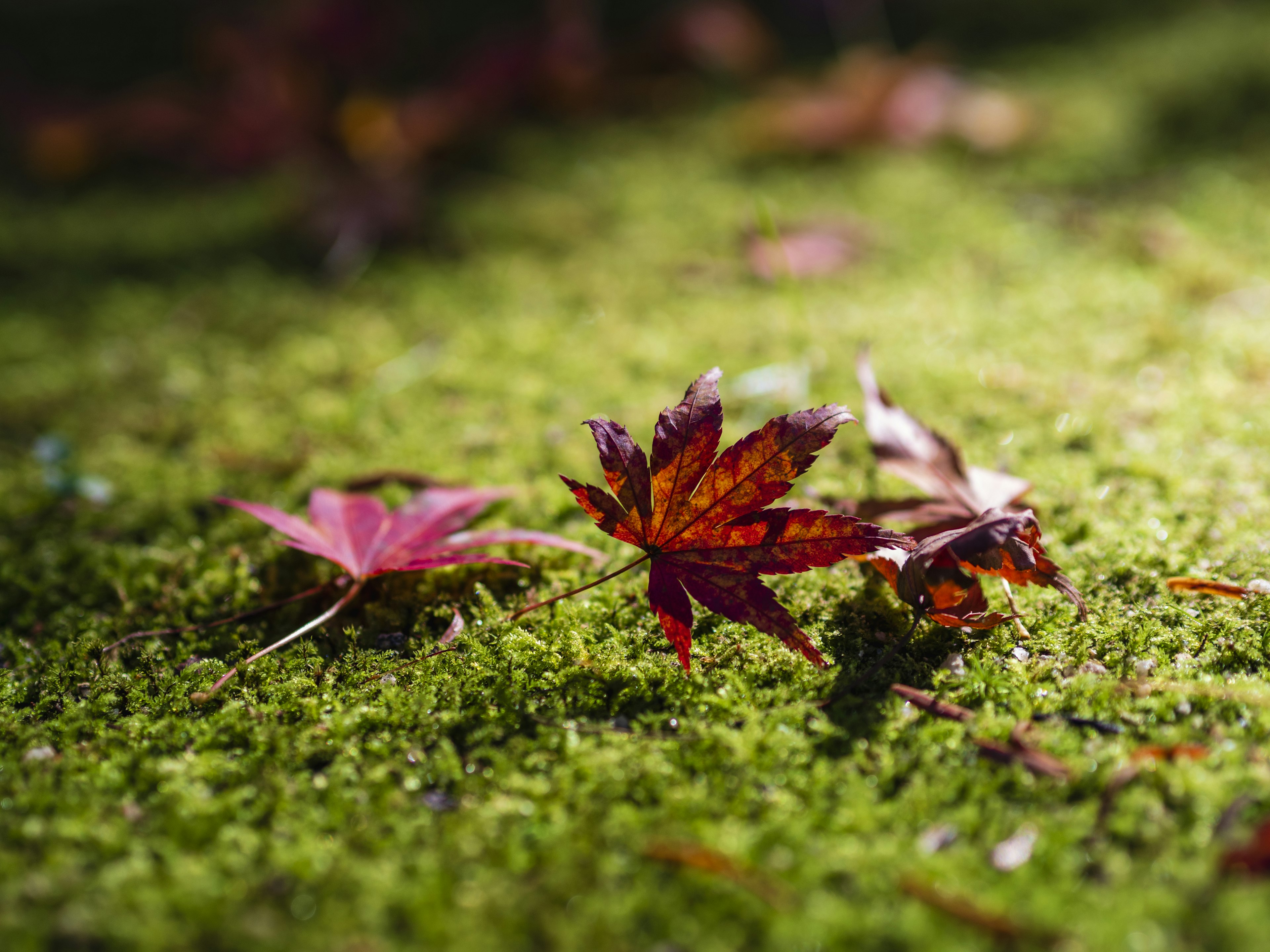 Red and yellow maple leaves scattered on green moss