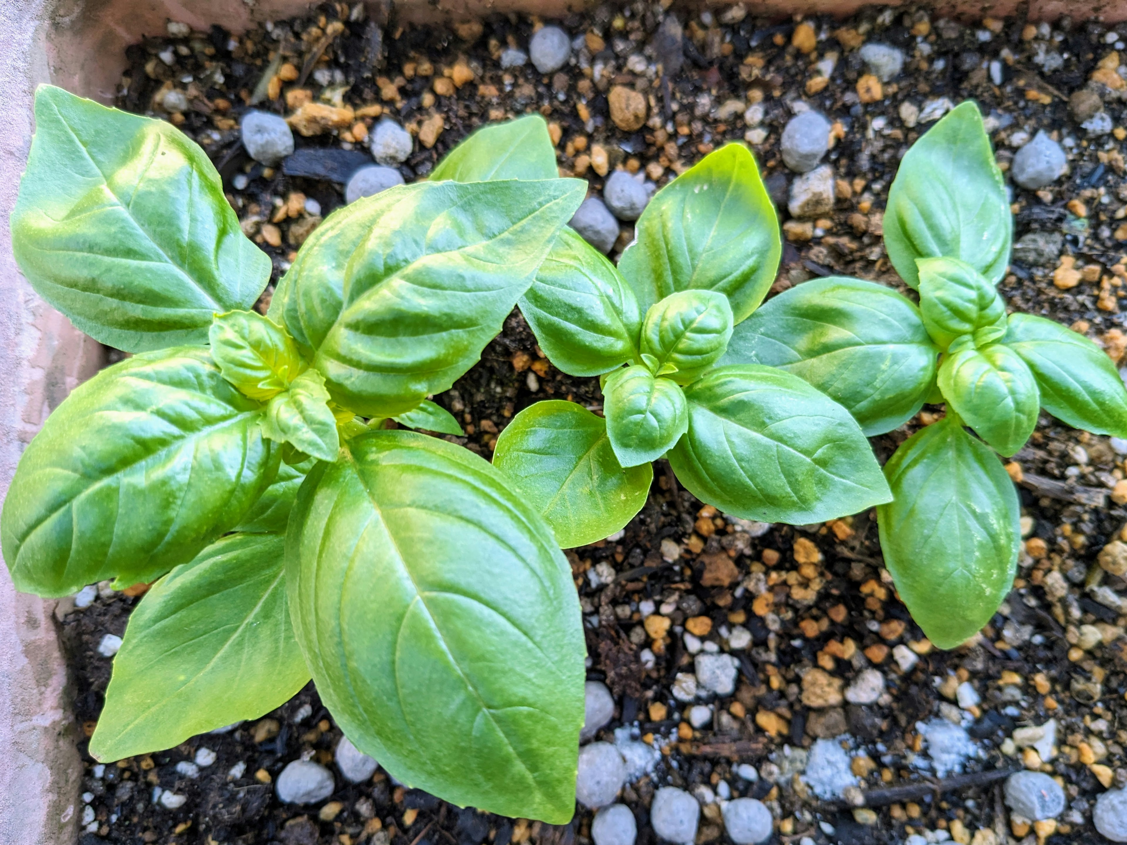 Fresh basil seedlings growing in soil