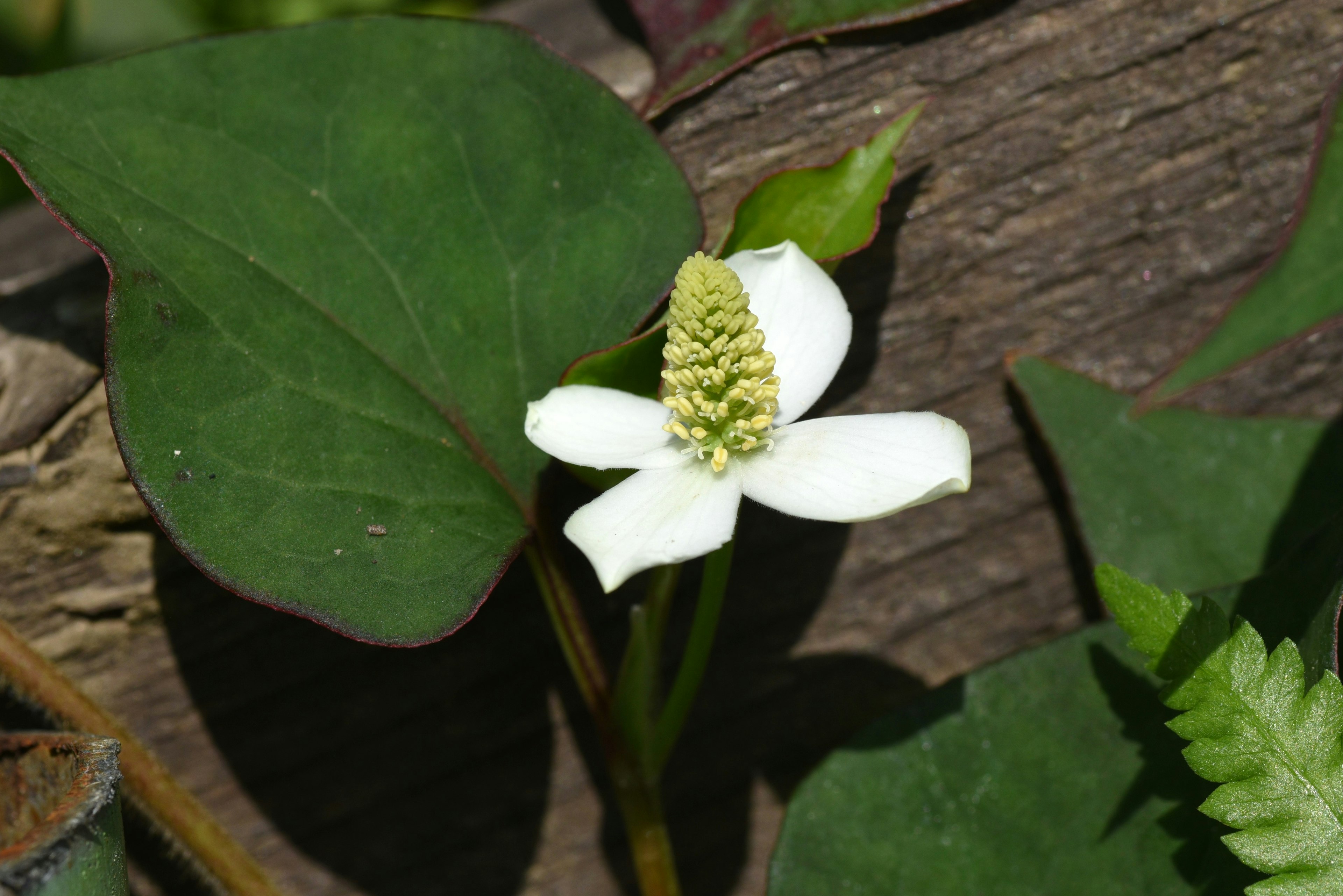 Close-up of a plant with white flower and green leaves