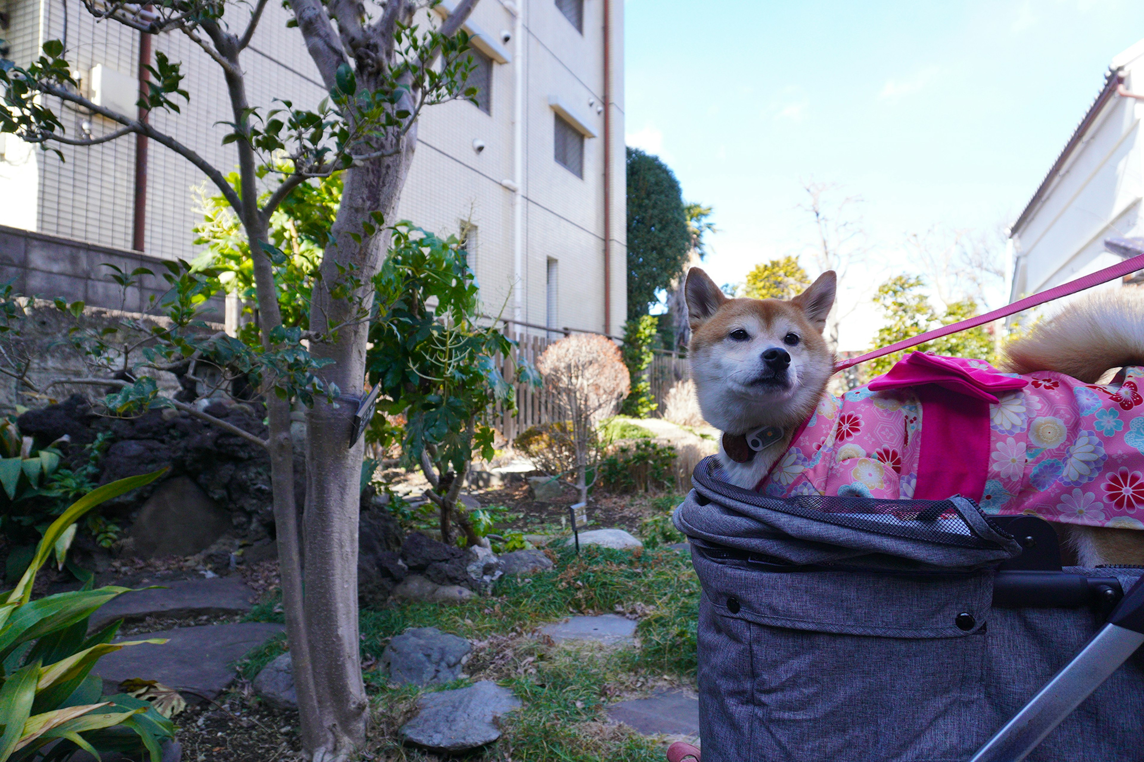 A dog in a stroller in a garden setting