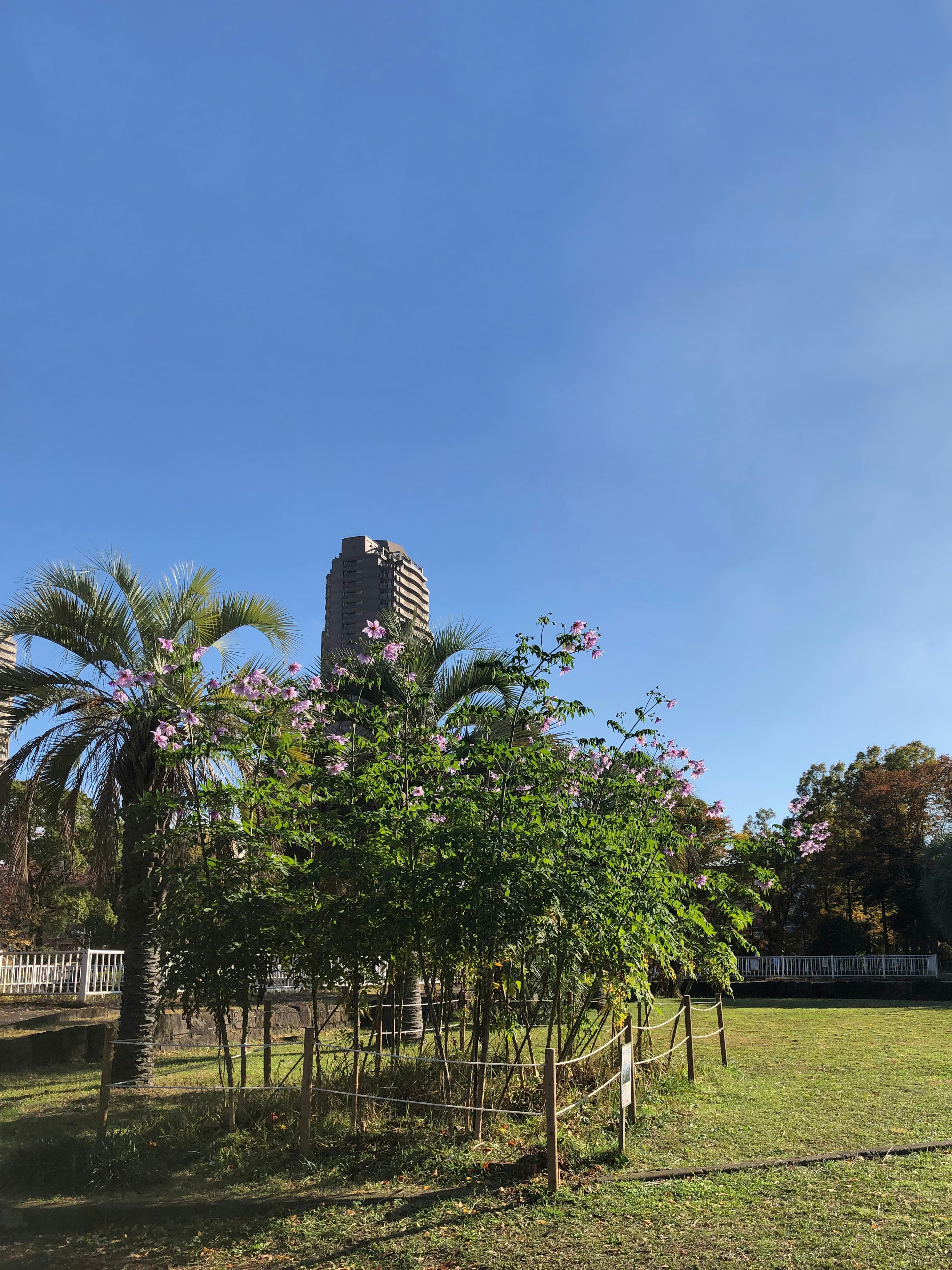 Edificio alto sullo sfondo con vegetazione lussureggiante e cielo azzurro