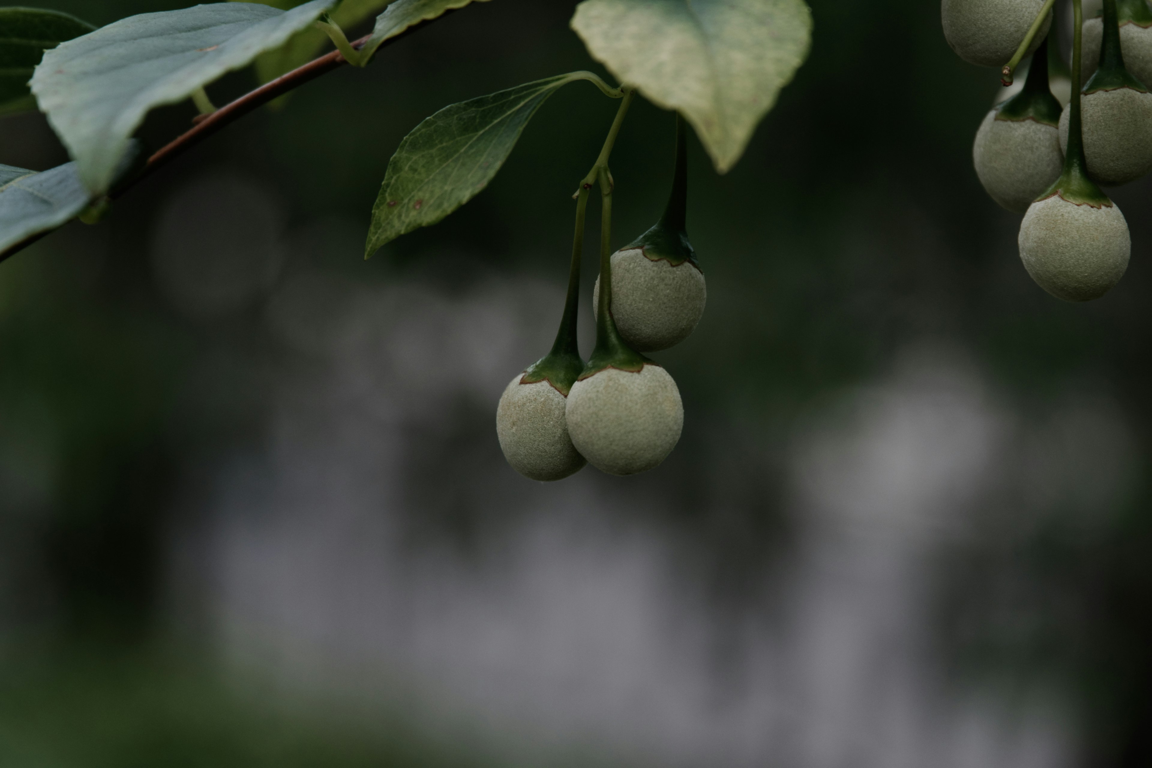 Kumpulan buah putih menggantung di antara daun hijau