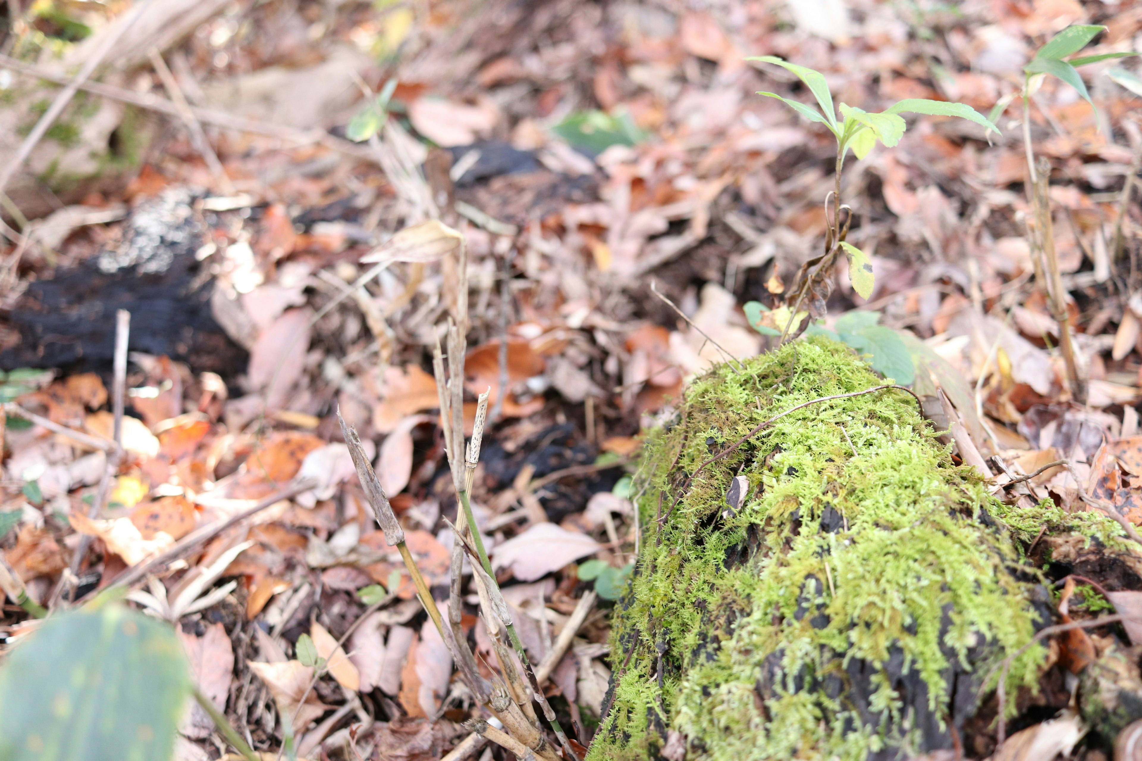 Roccia coperta di muschio circondata da foglie autunnali in un ambiente forestale