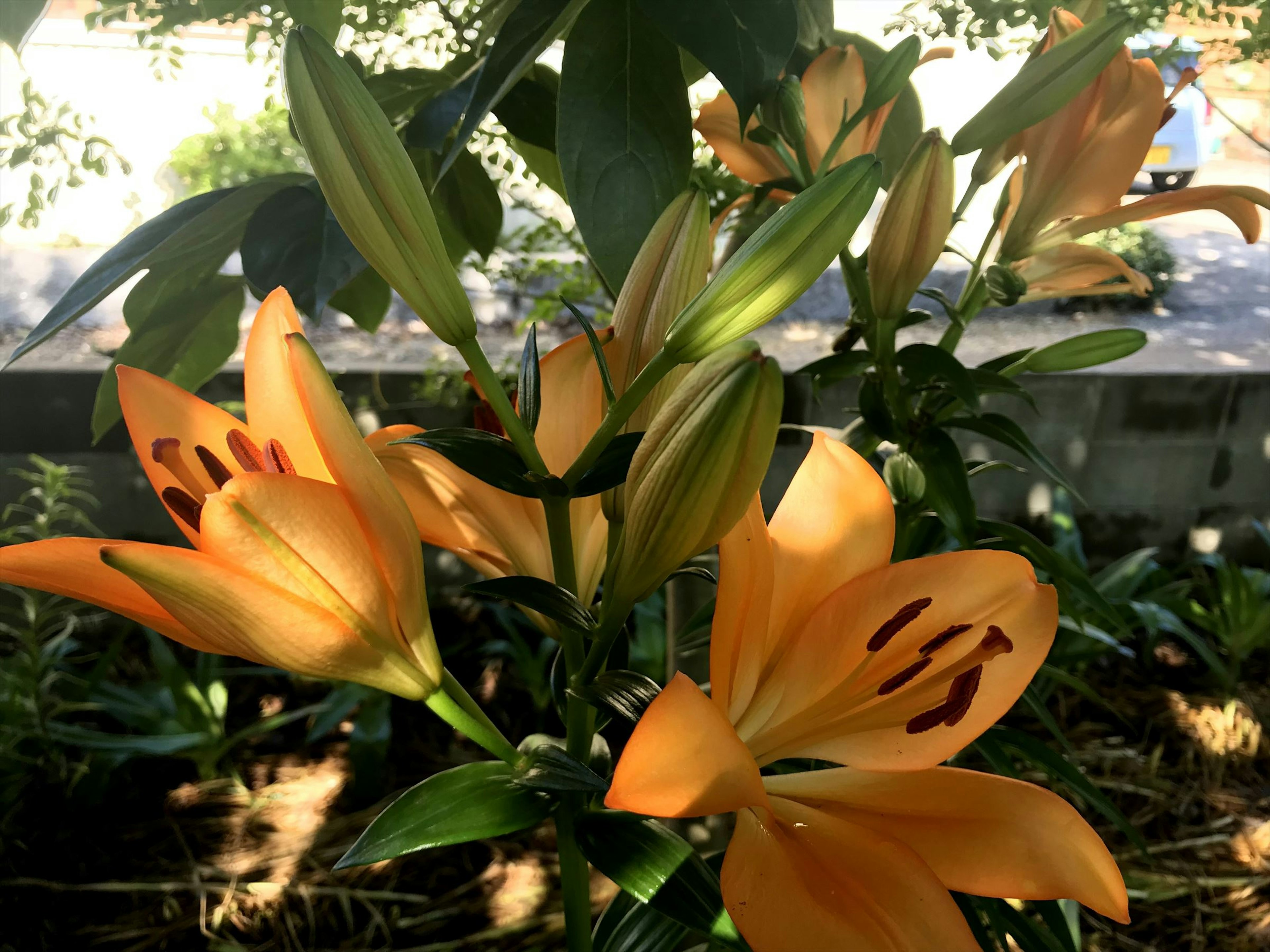 Lys orange en fleurs dans un jardin