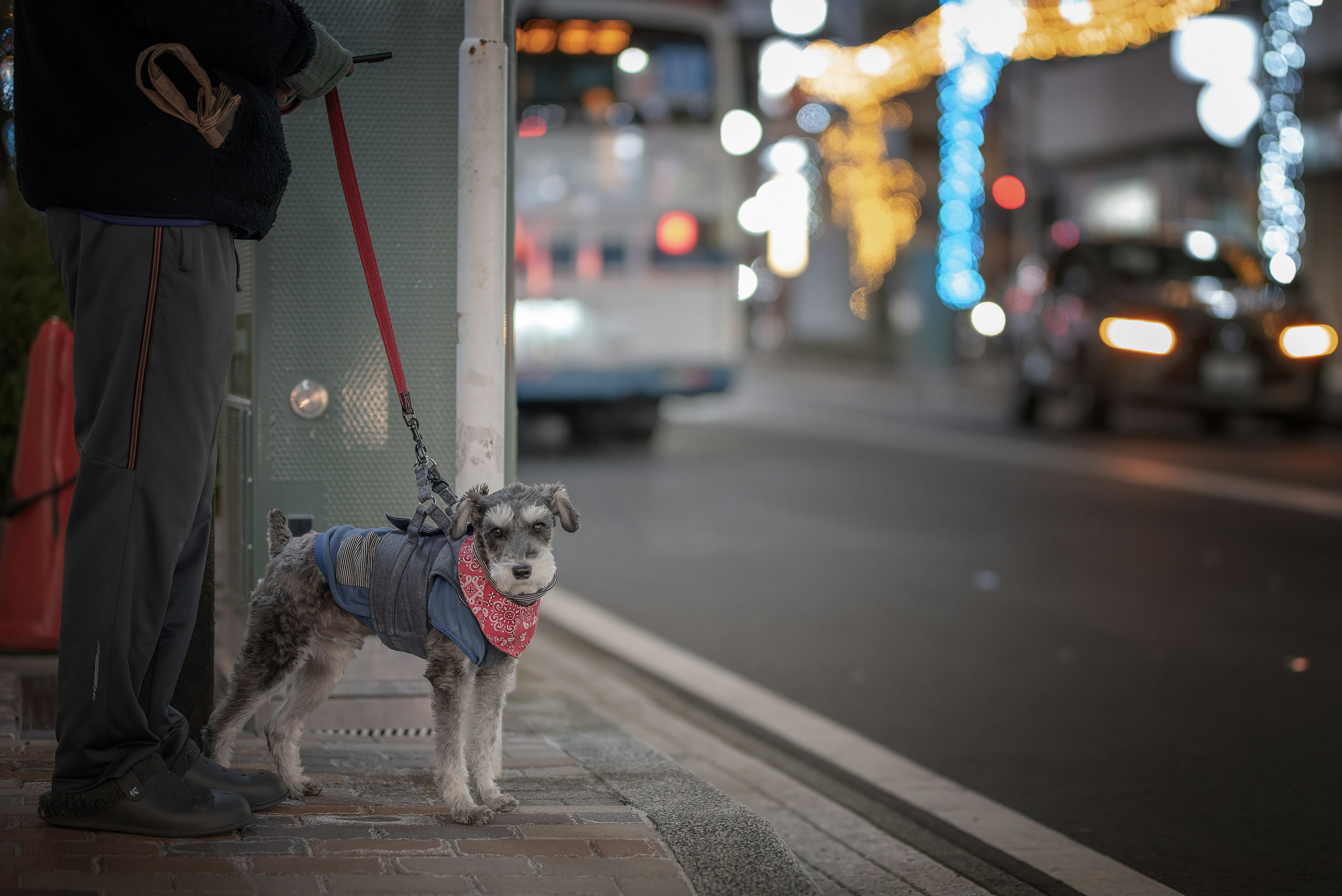 街の夜景で待っている犬と飼い主の姿