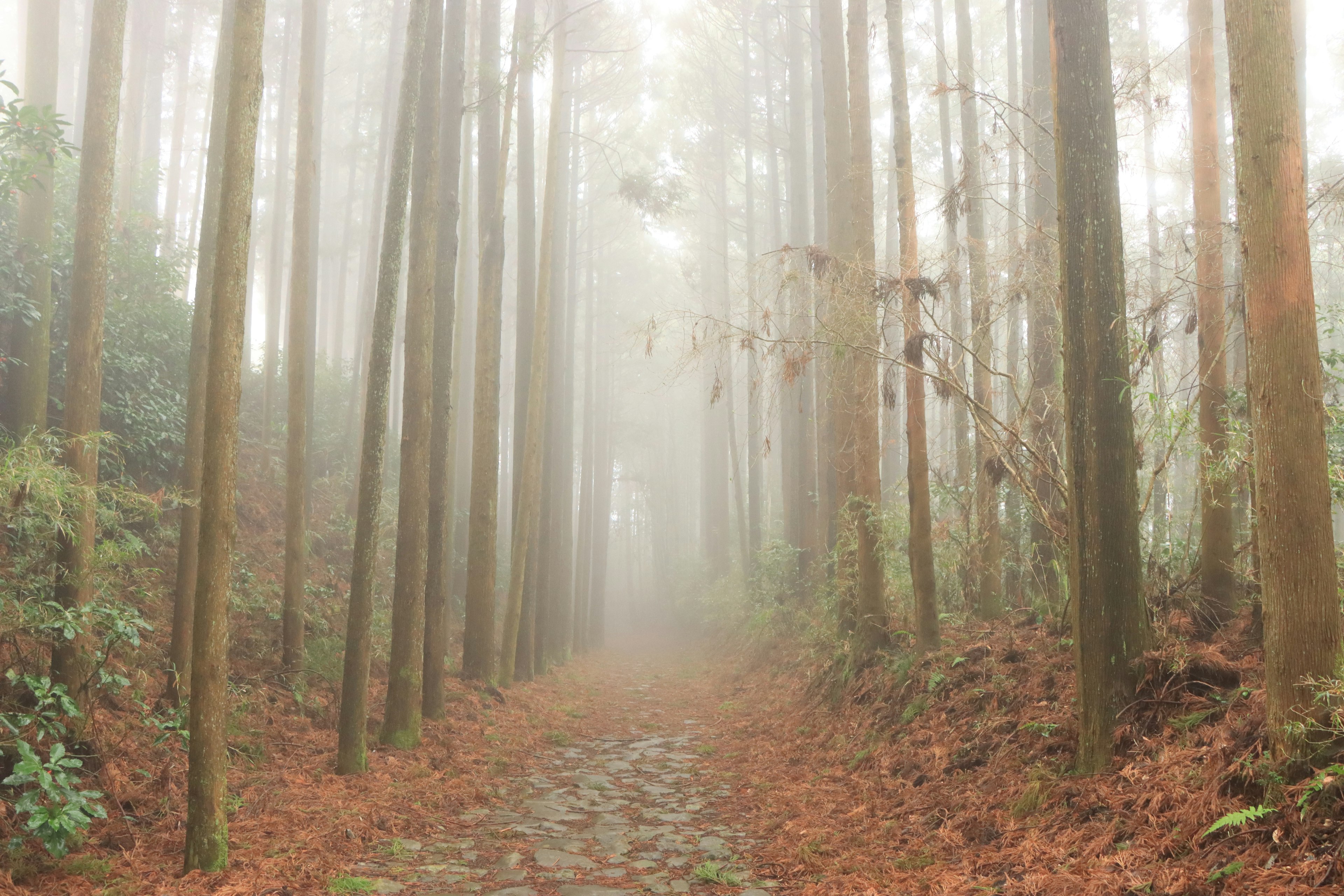 Jalan setapak hutan berkabut dikelilingi pohon-pohon tinggi dan daun-daun yang jatuh