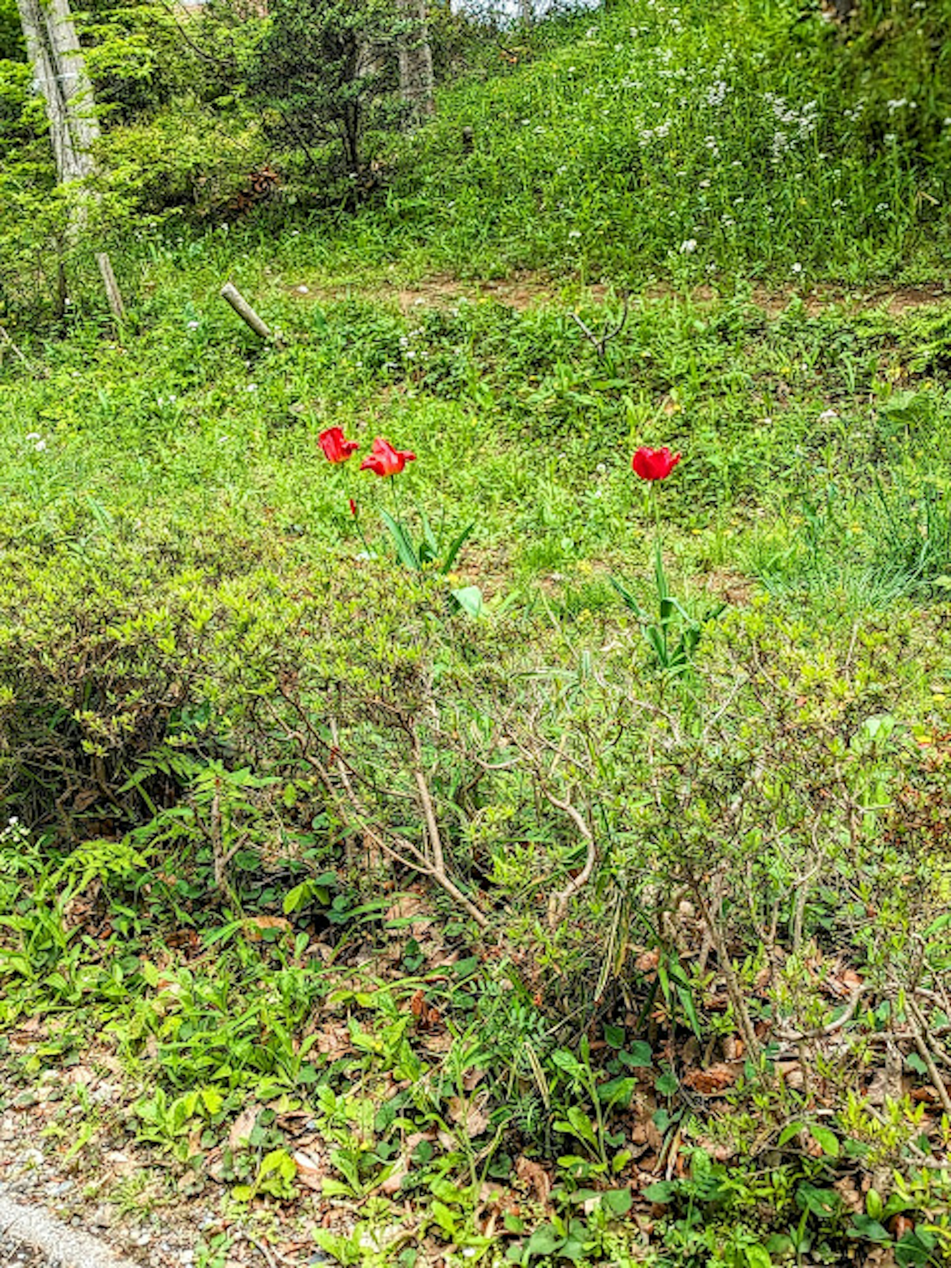 Tulipes rouges fleurissant dans une zone herbeuse verte