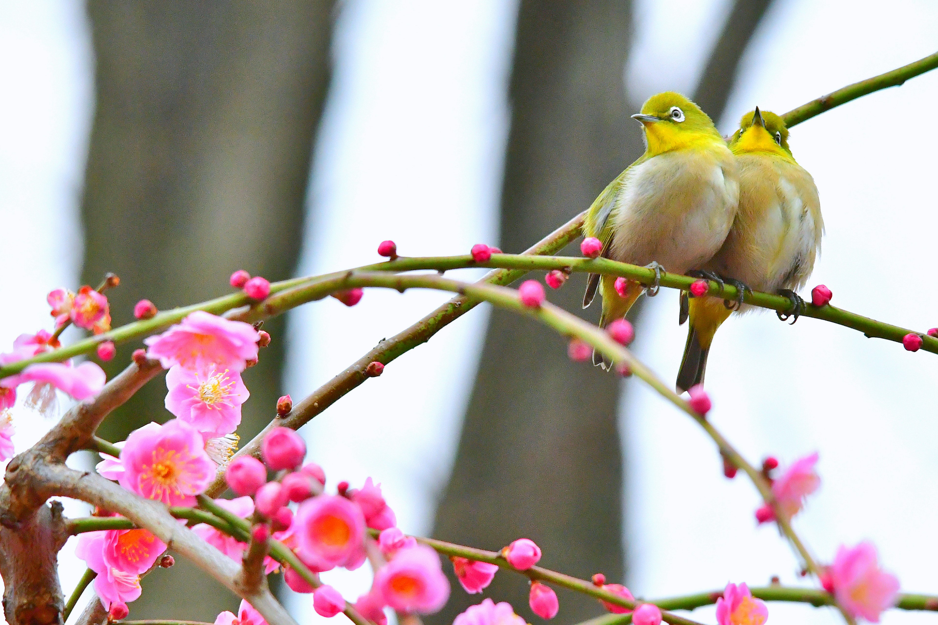 Dua burung mata putih Jepang bertengger di cabang bunga sakura