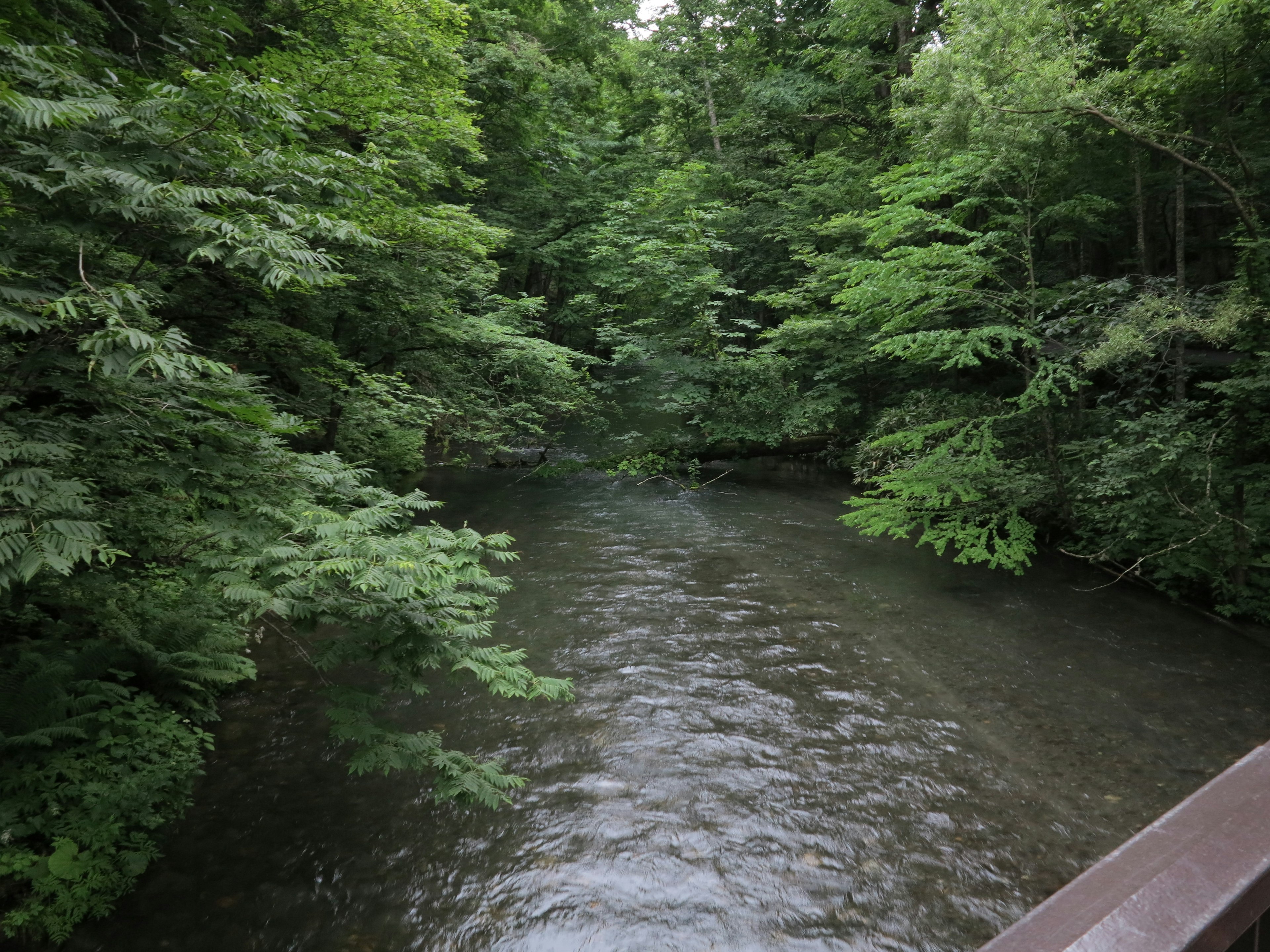 Paisaje de río tranquilo rodeado de árboles verdes exuberantes