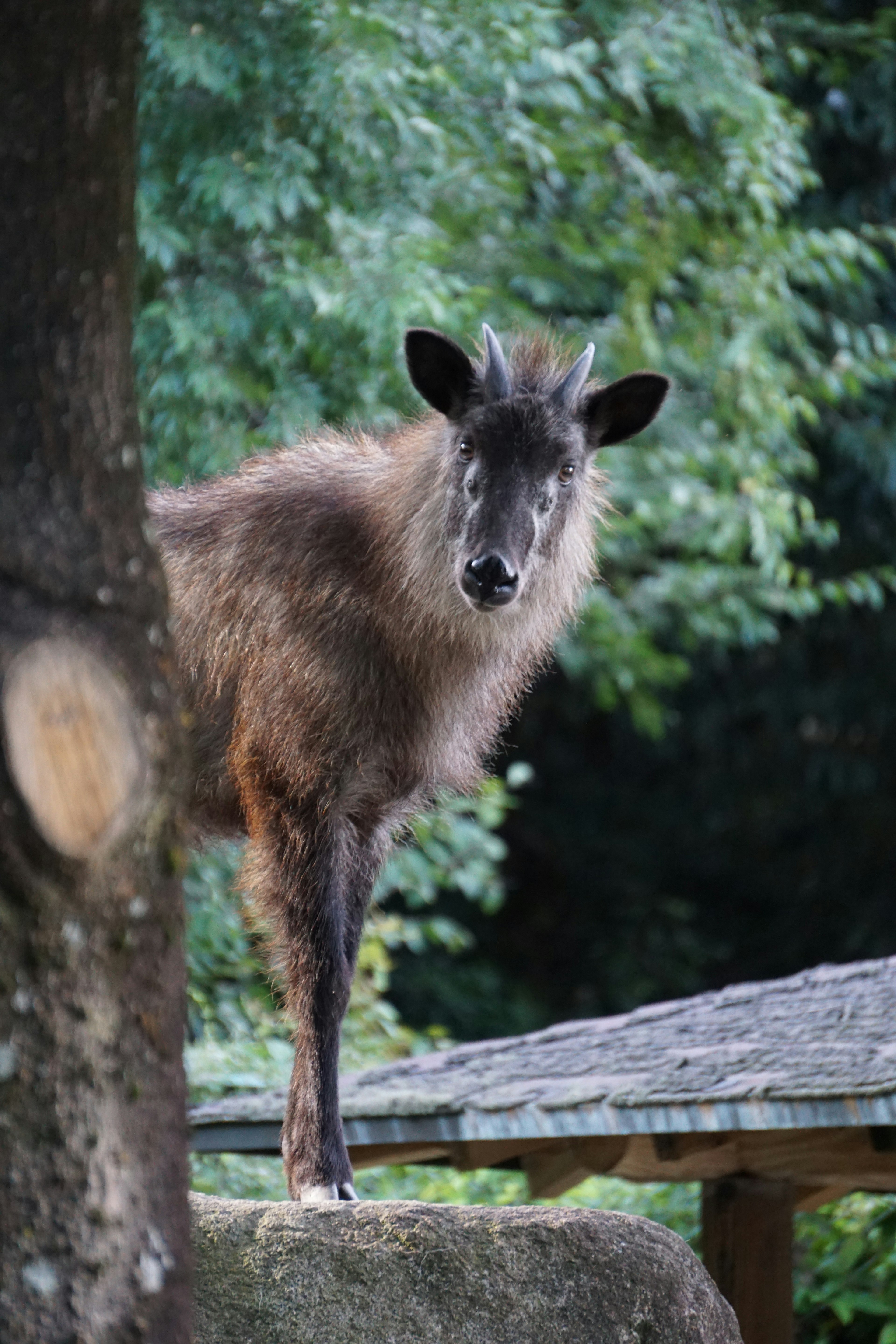 Animal sauvage debout près d'un arbre