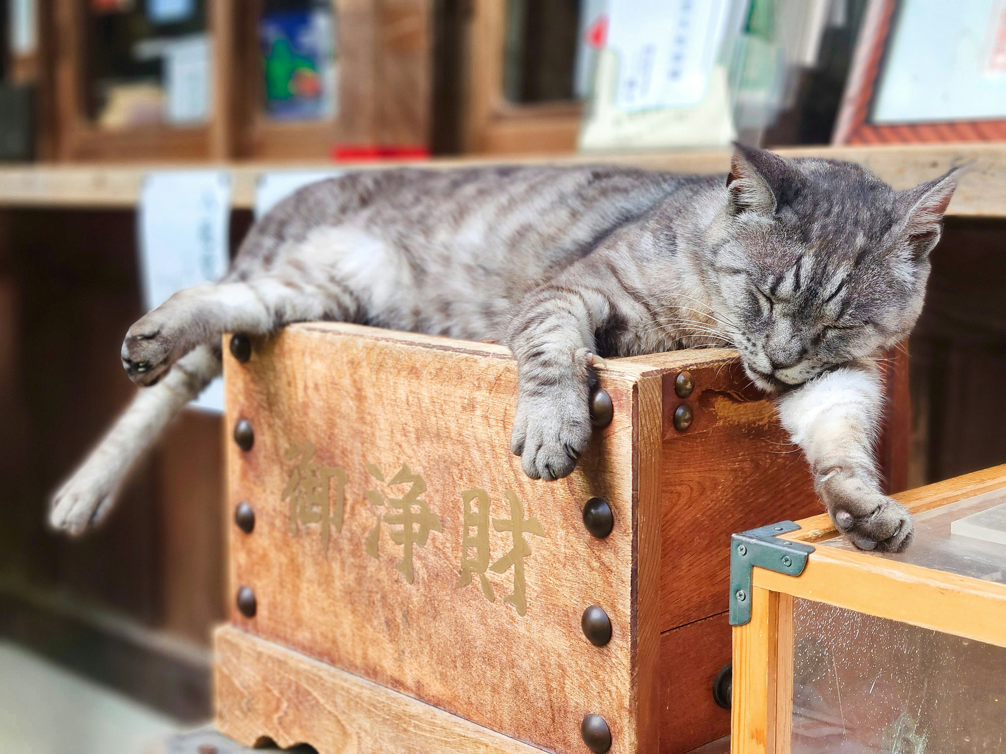 Gato gris durmiendo sobre una caja de madera