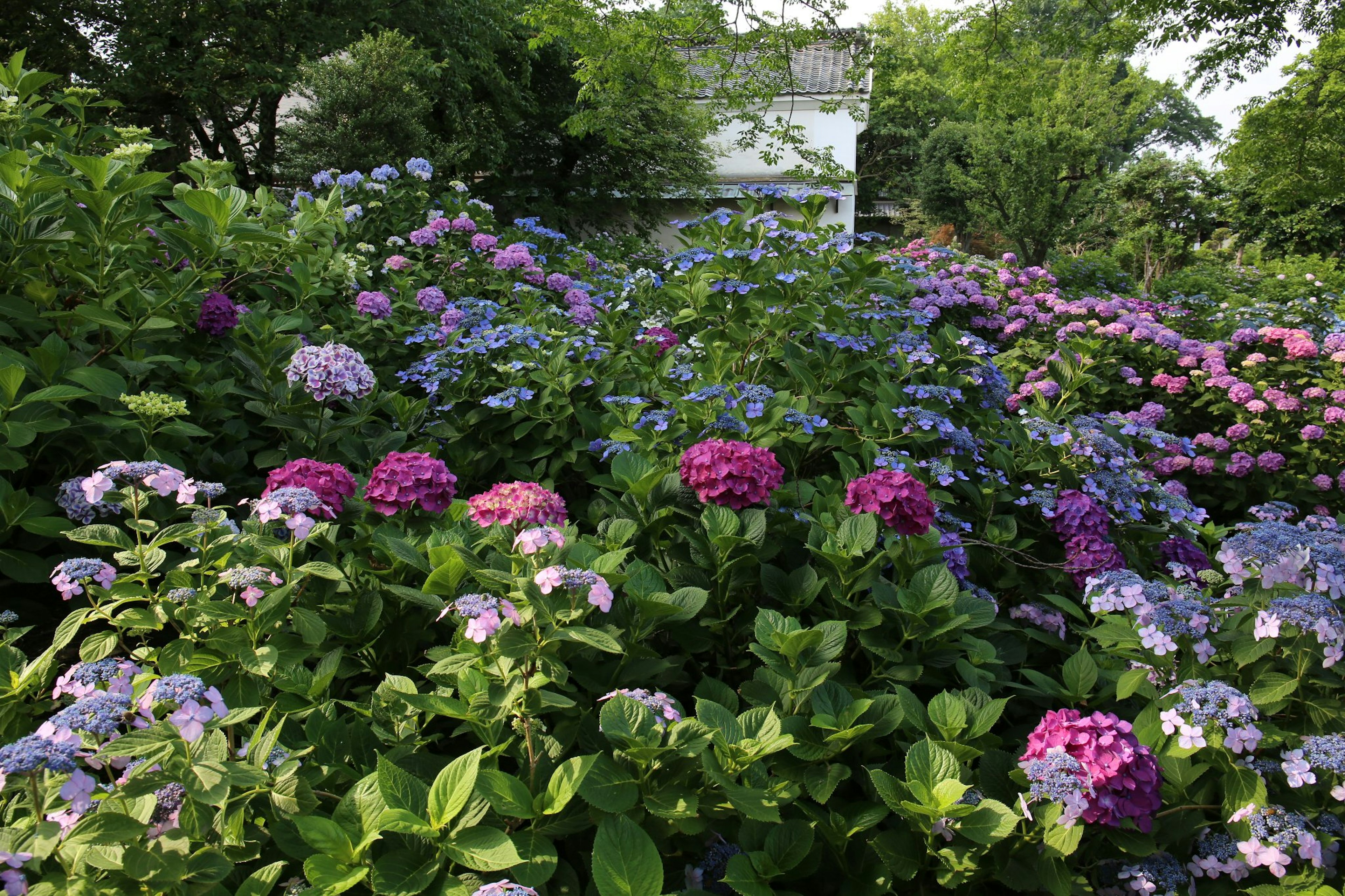 Sebuah taman yang penuh dengan bunga hydrangea yang mekar dalam nuansa merah muda dan biru