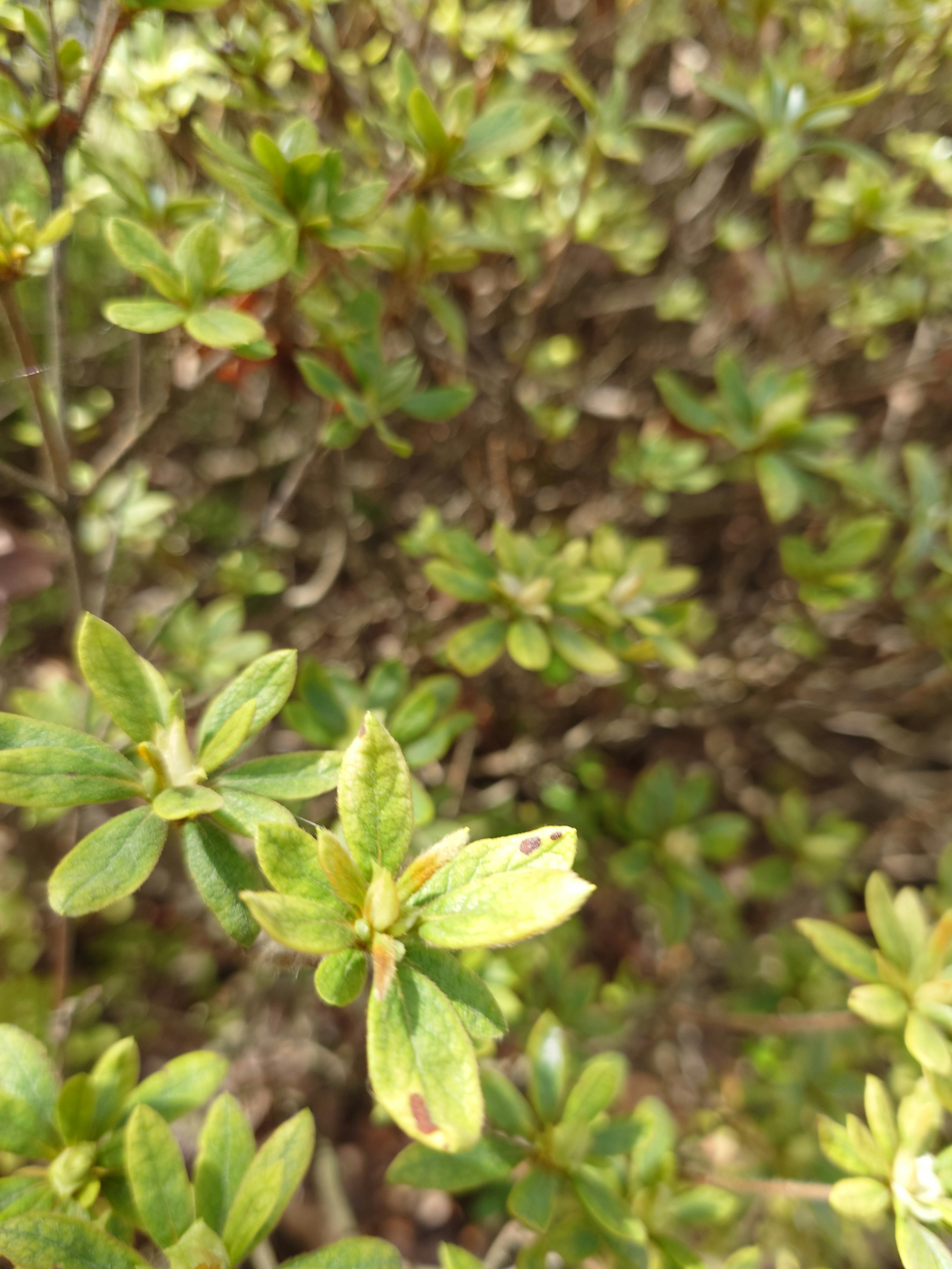 Close-up daun hijau dan tanaman kecil