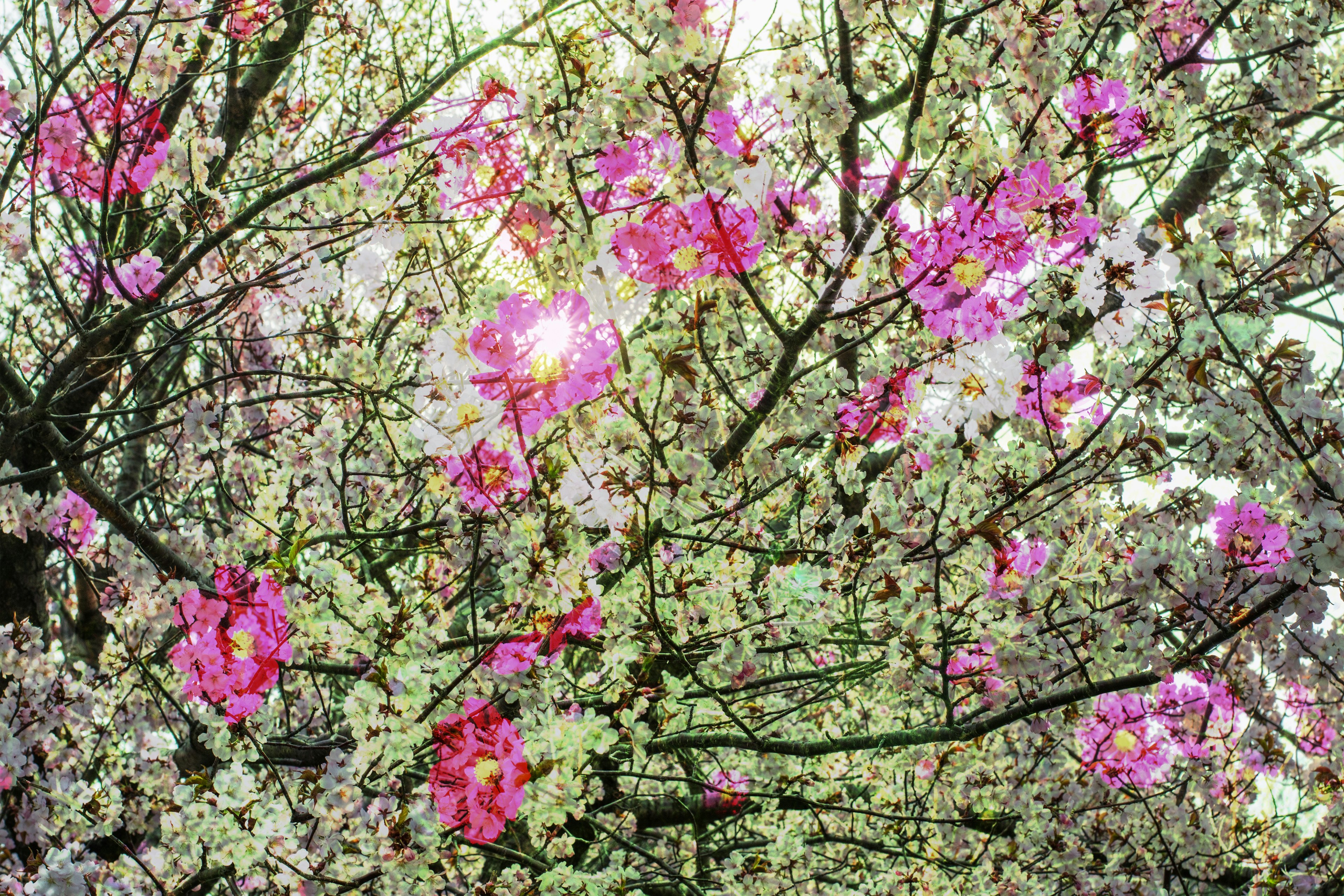 Rami di un albero di ciliegio in fiore con fiori rosa e bianchi vivaci