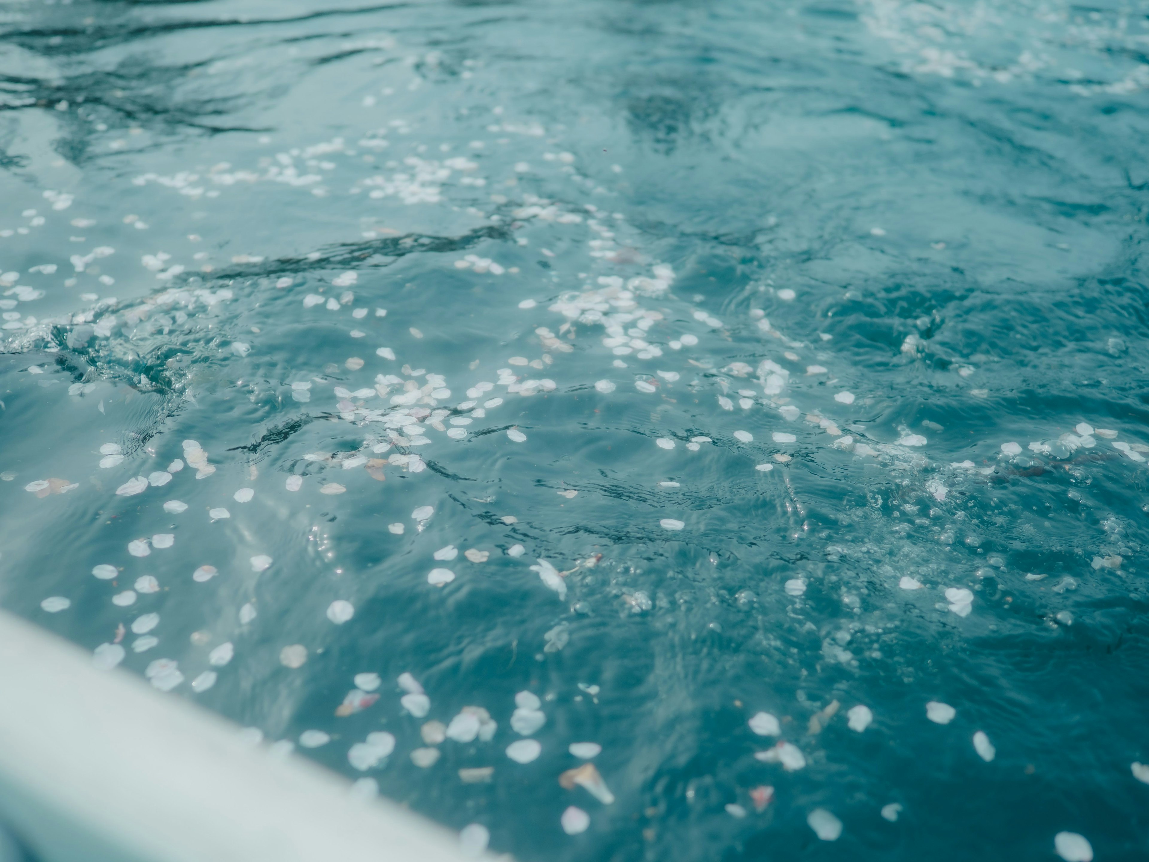 水面に浮かぶ花びらと青い水の美しい景色