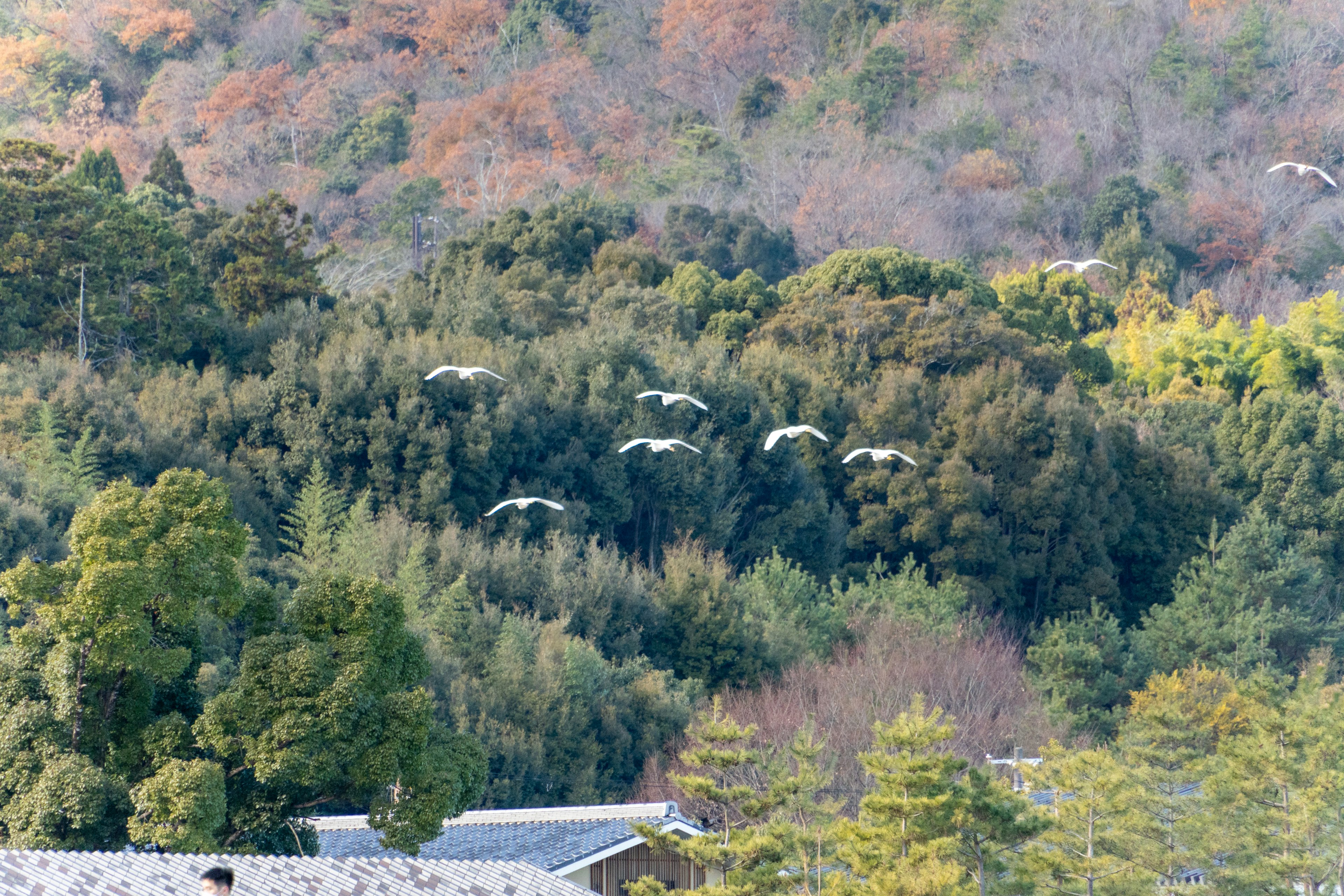 緑豊かな森林の上を飛ぶ白い鳥たちの群れ