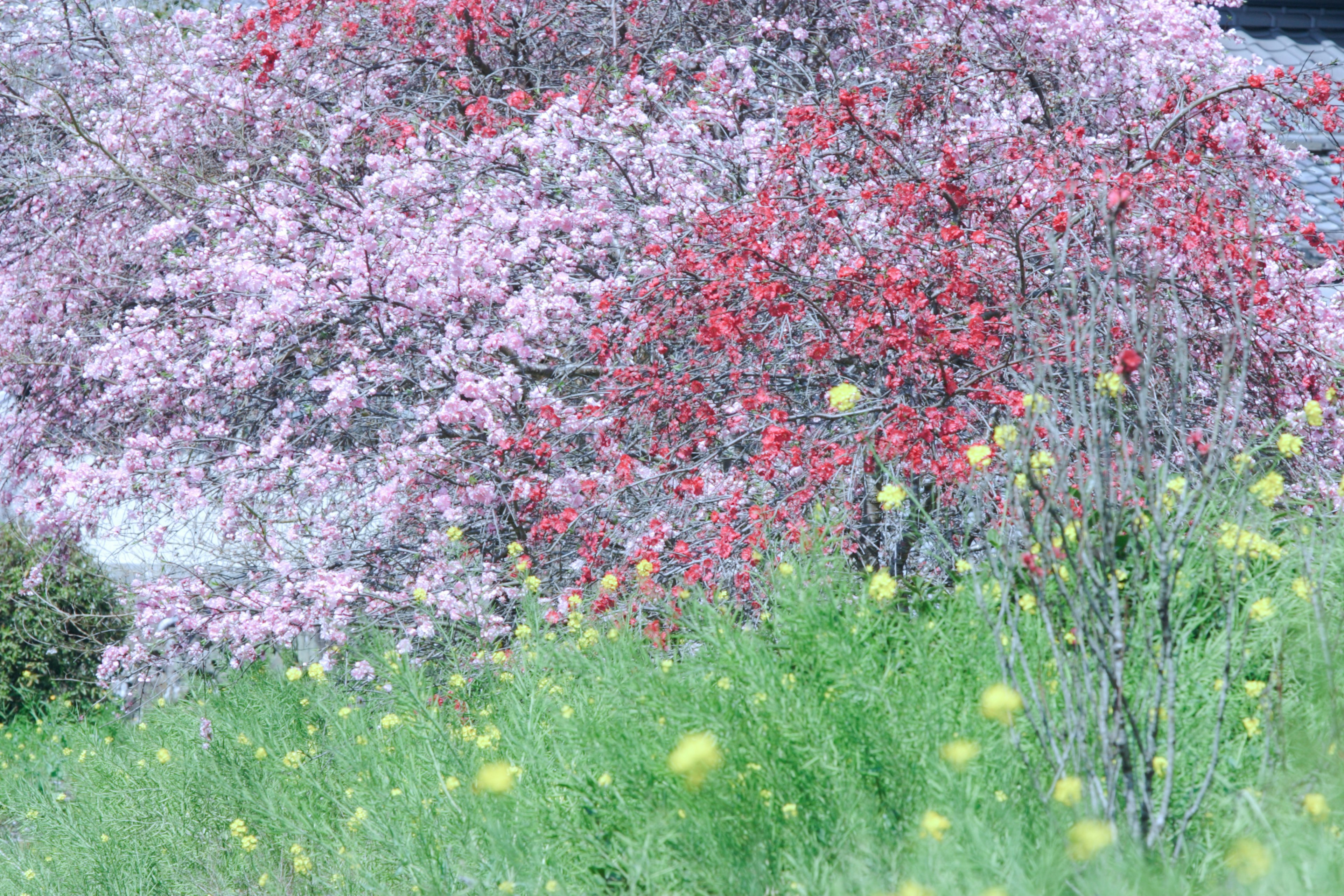 色とりどりの花々が咲く美しい風景