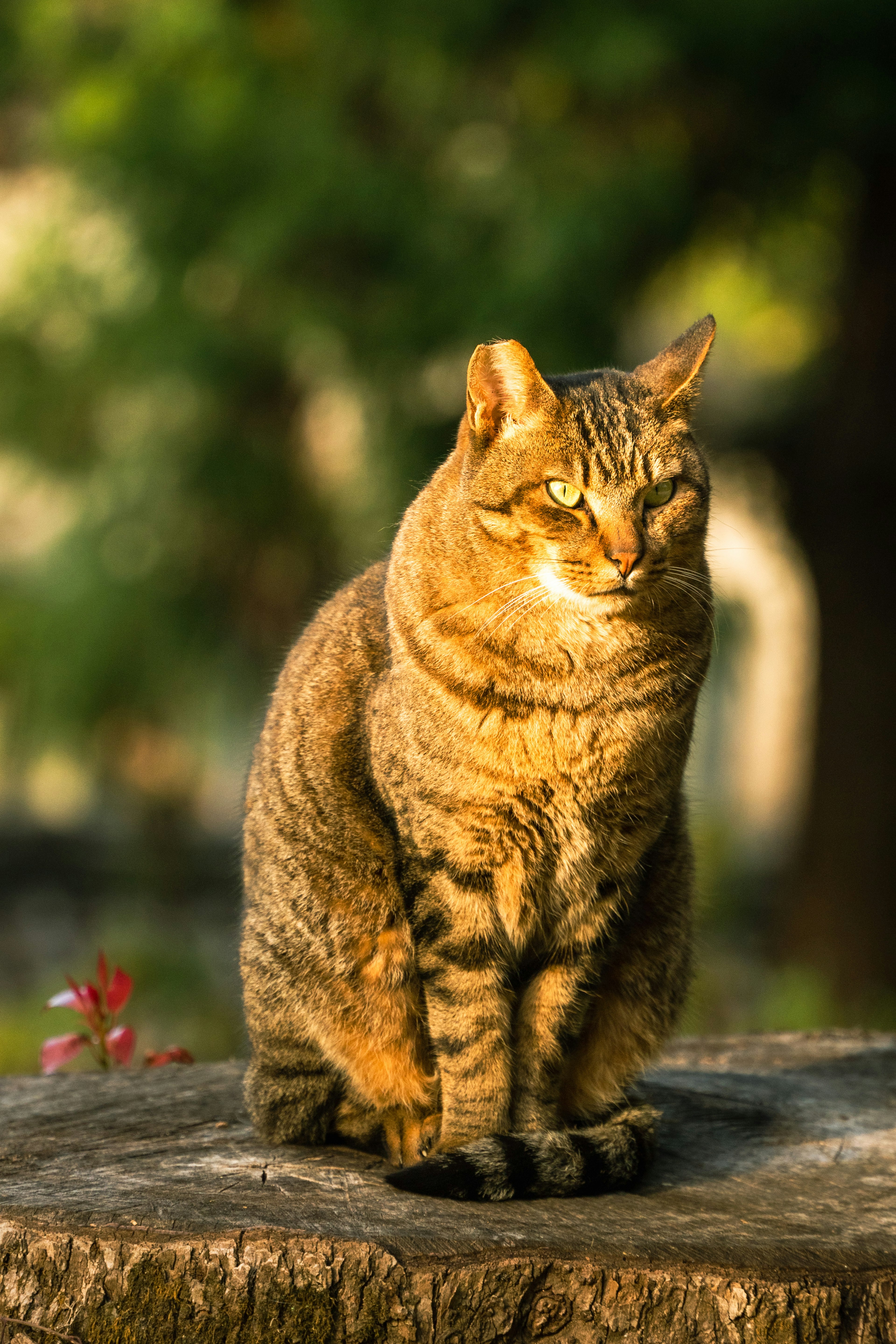 Un gatto marrone seduto su un tronco al sole