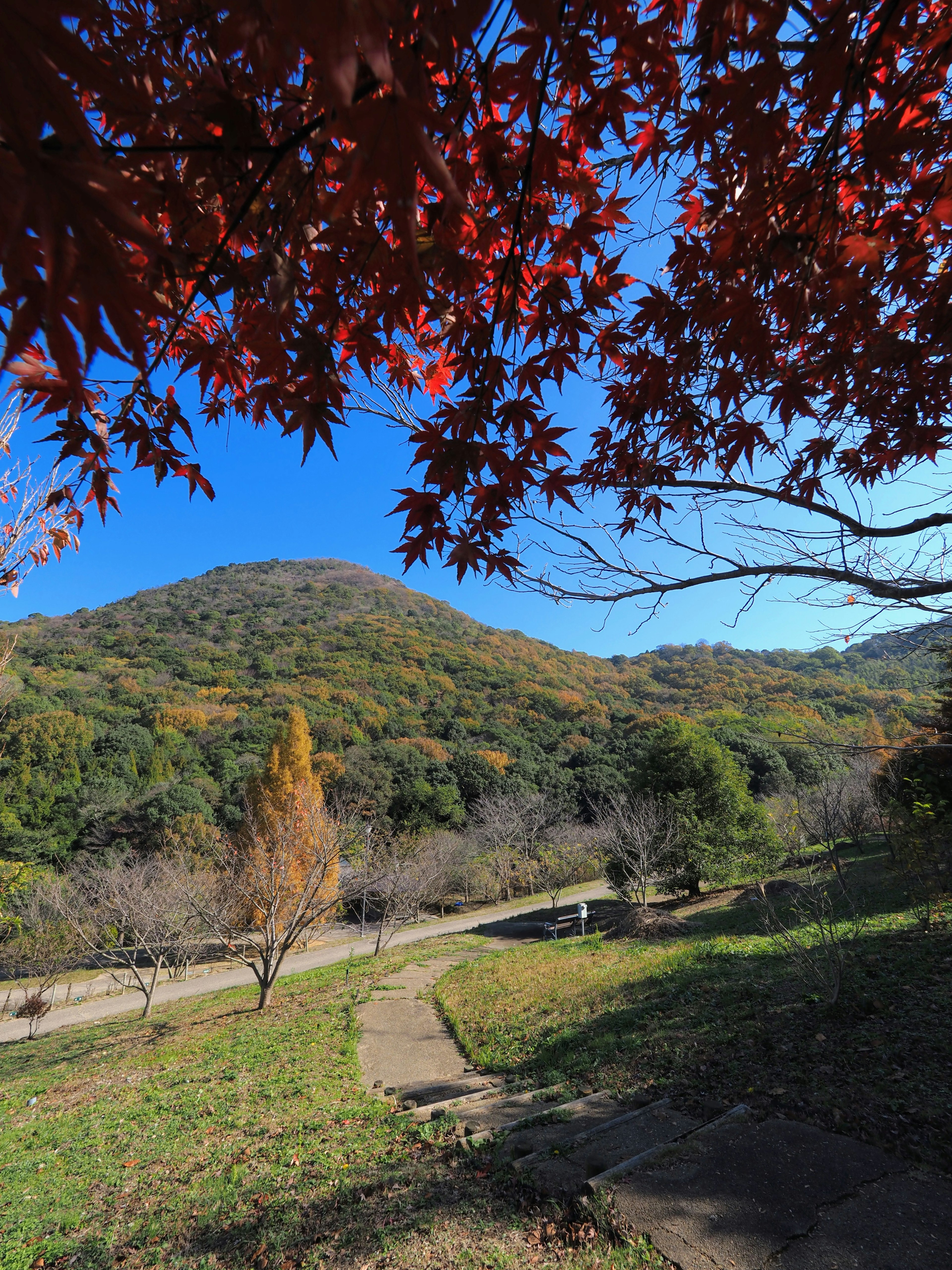 Foliage automnal vif sous un ciel bleu clair et des collines ondulantes