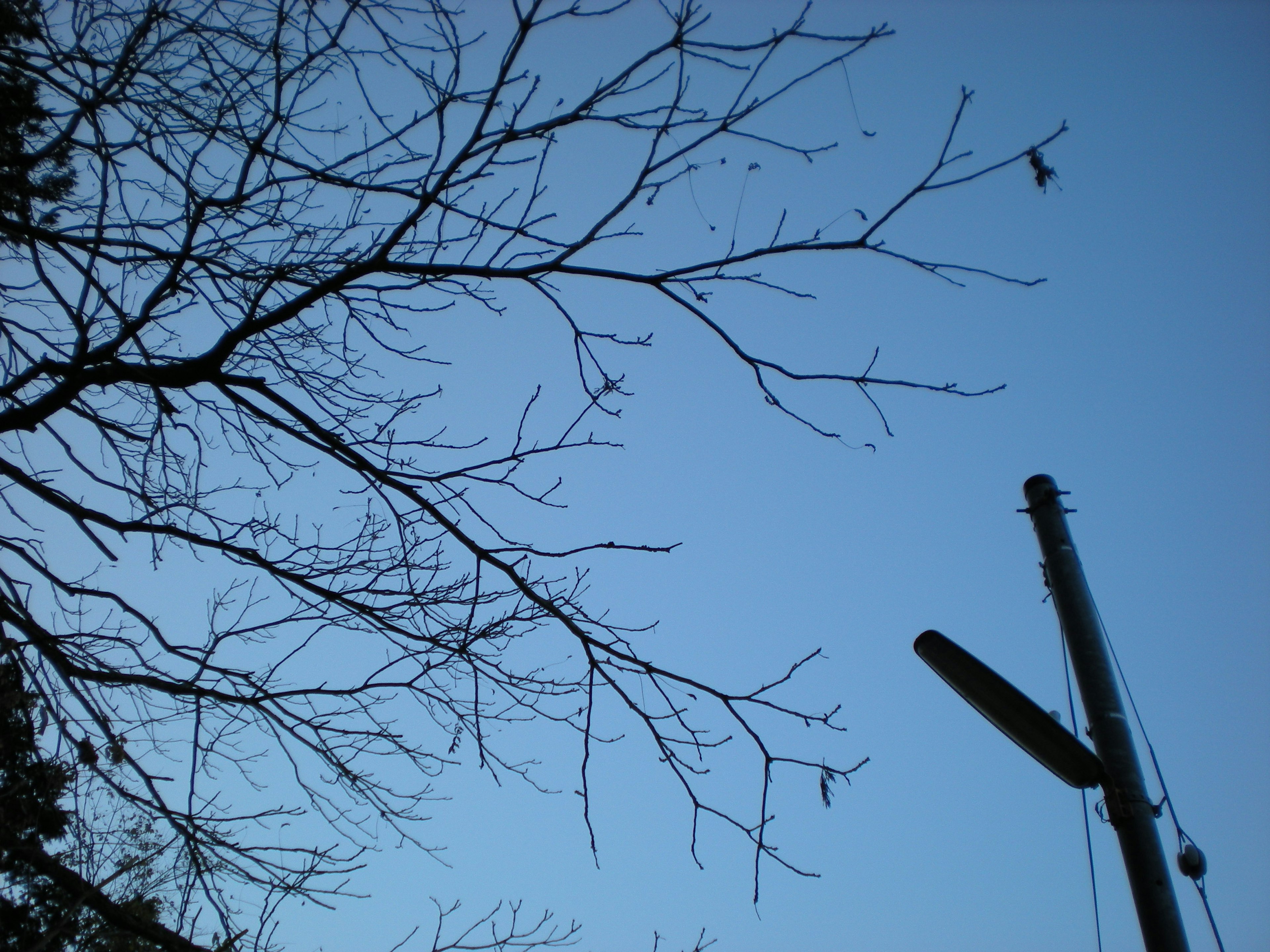 Thin branches of a tree against a blue sky and a utility pole