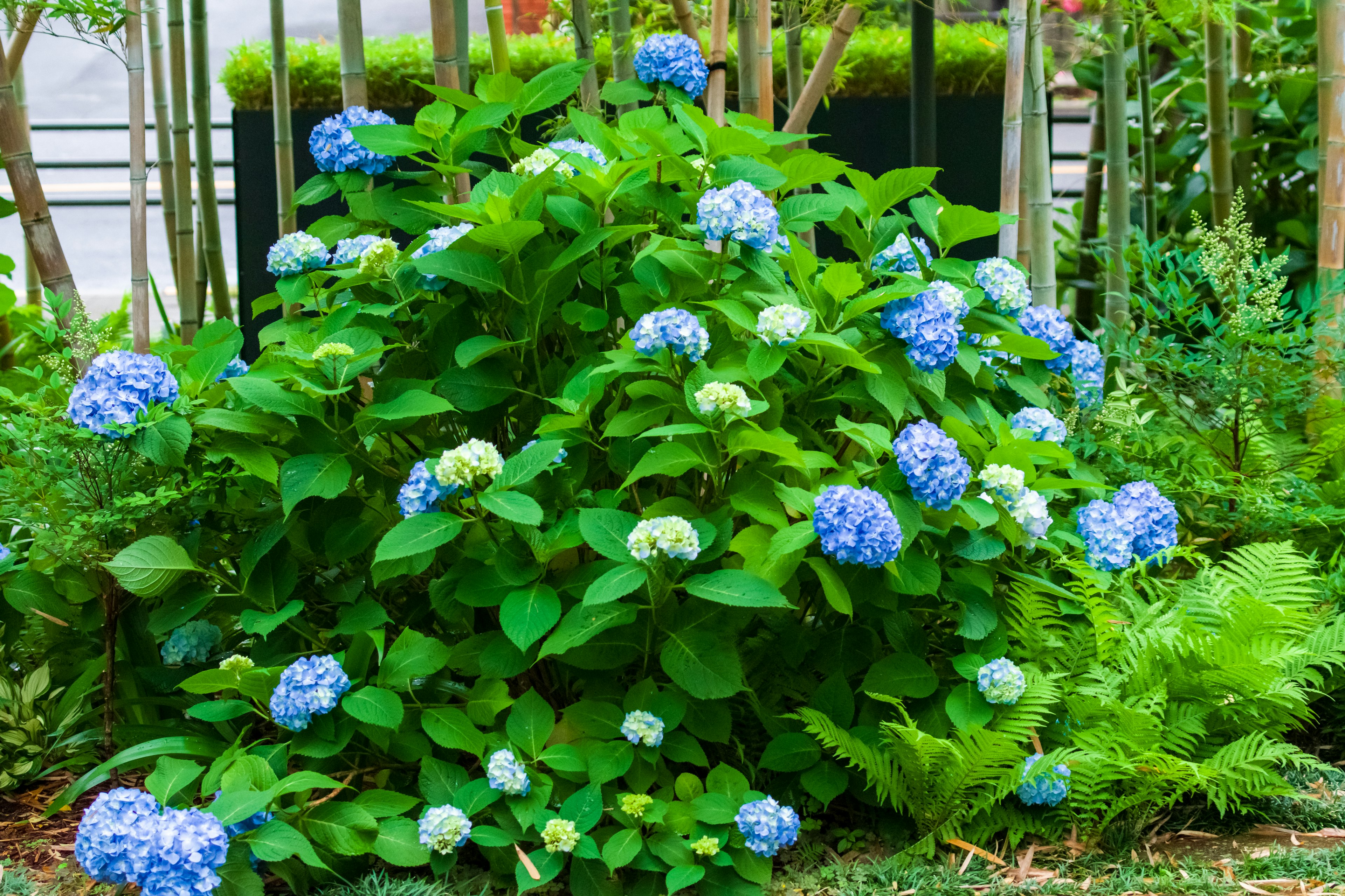 青いアジサイの花が咲く緑豊かな植物の塊