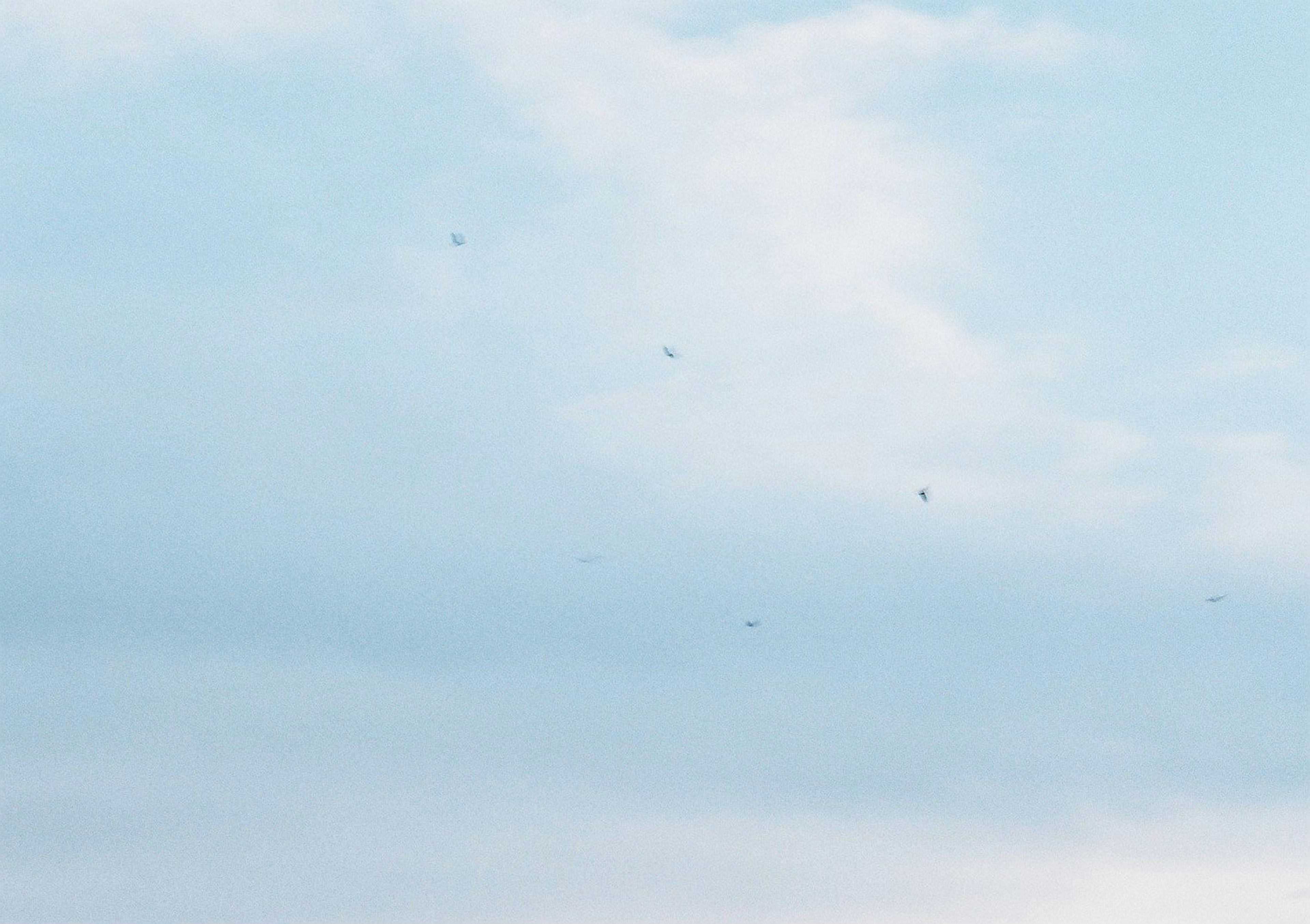 青空に浮かぶ数羽の鳥の群れ