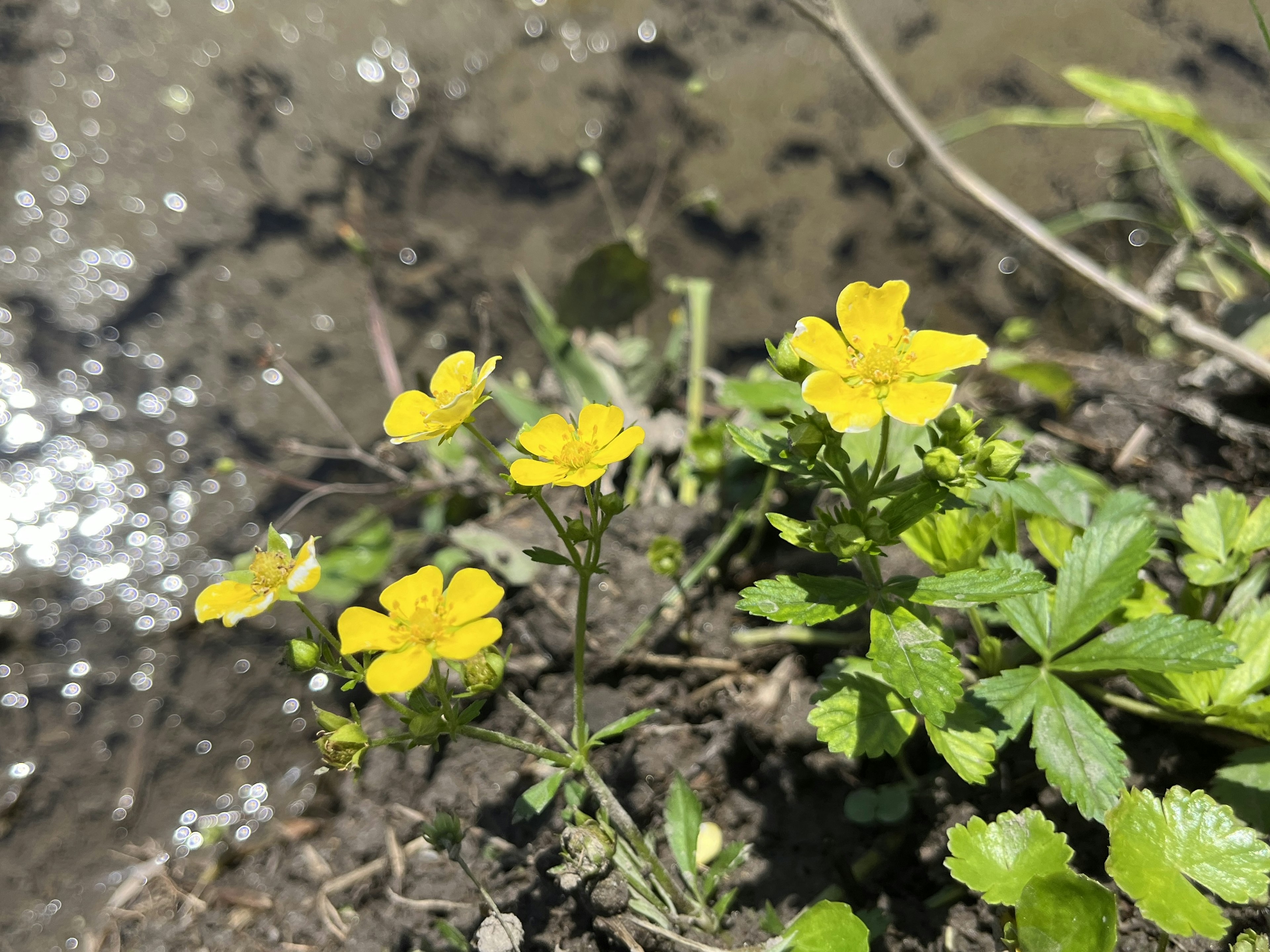 Pequeñas flores amarillas floreciendo junto al agua