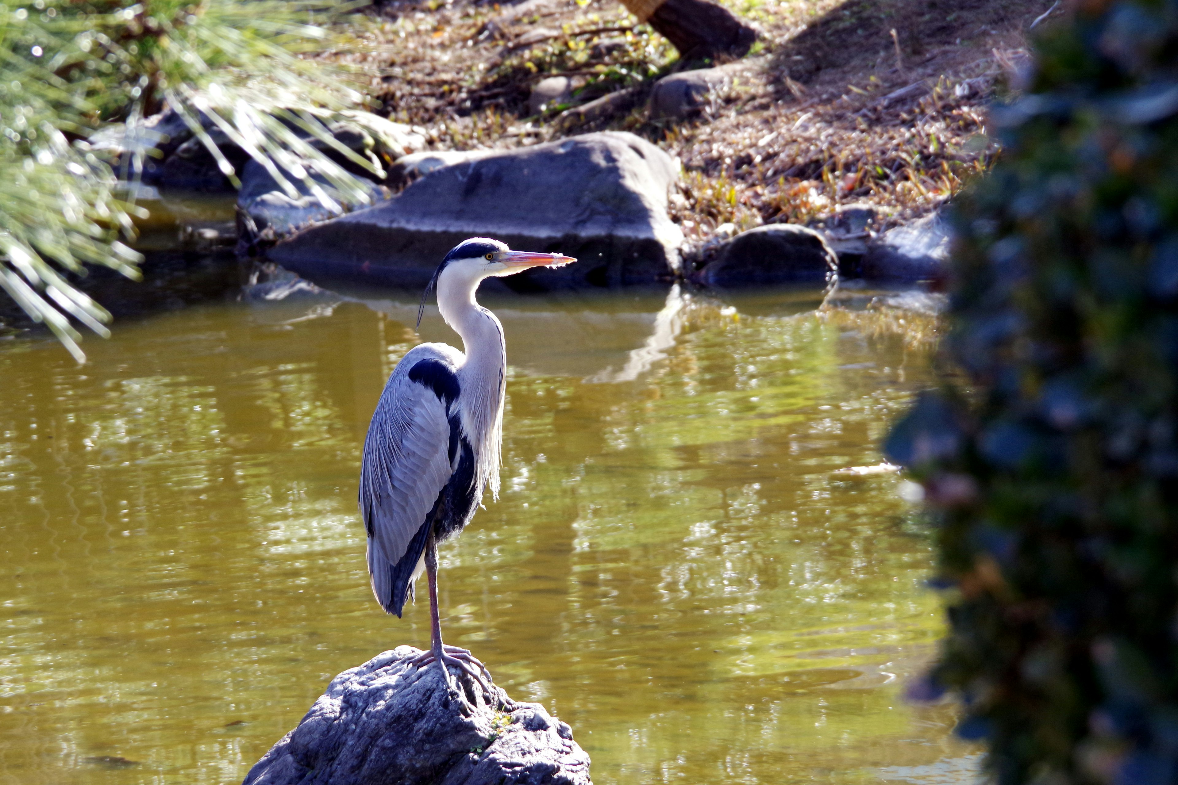 Seekor burung heron berdiri di dekat kolam