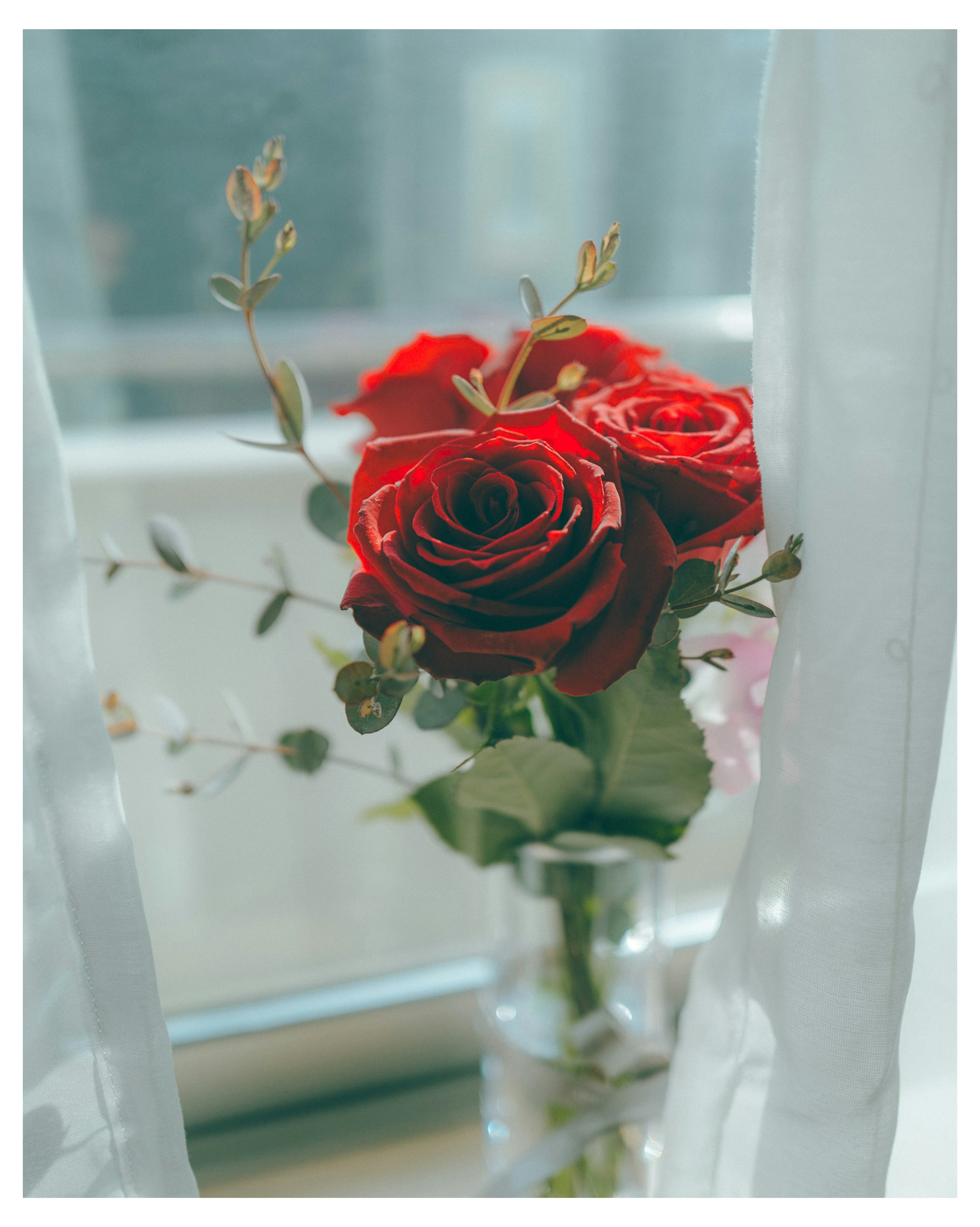 Red roses arranged in a vase by a window