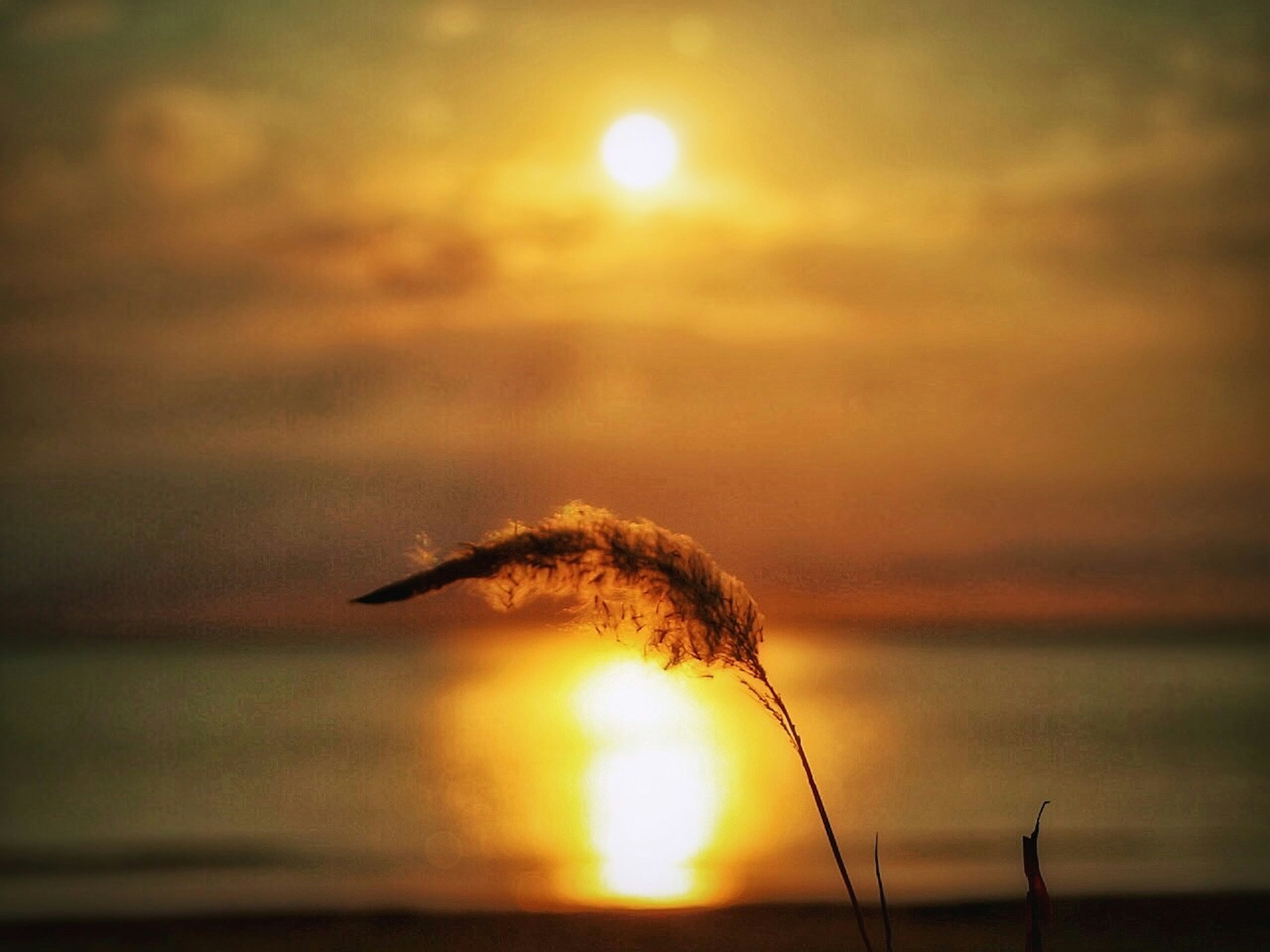 Schöner Sonnenuntergang mit Silhouette eines Grashalms