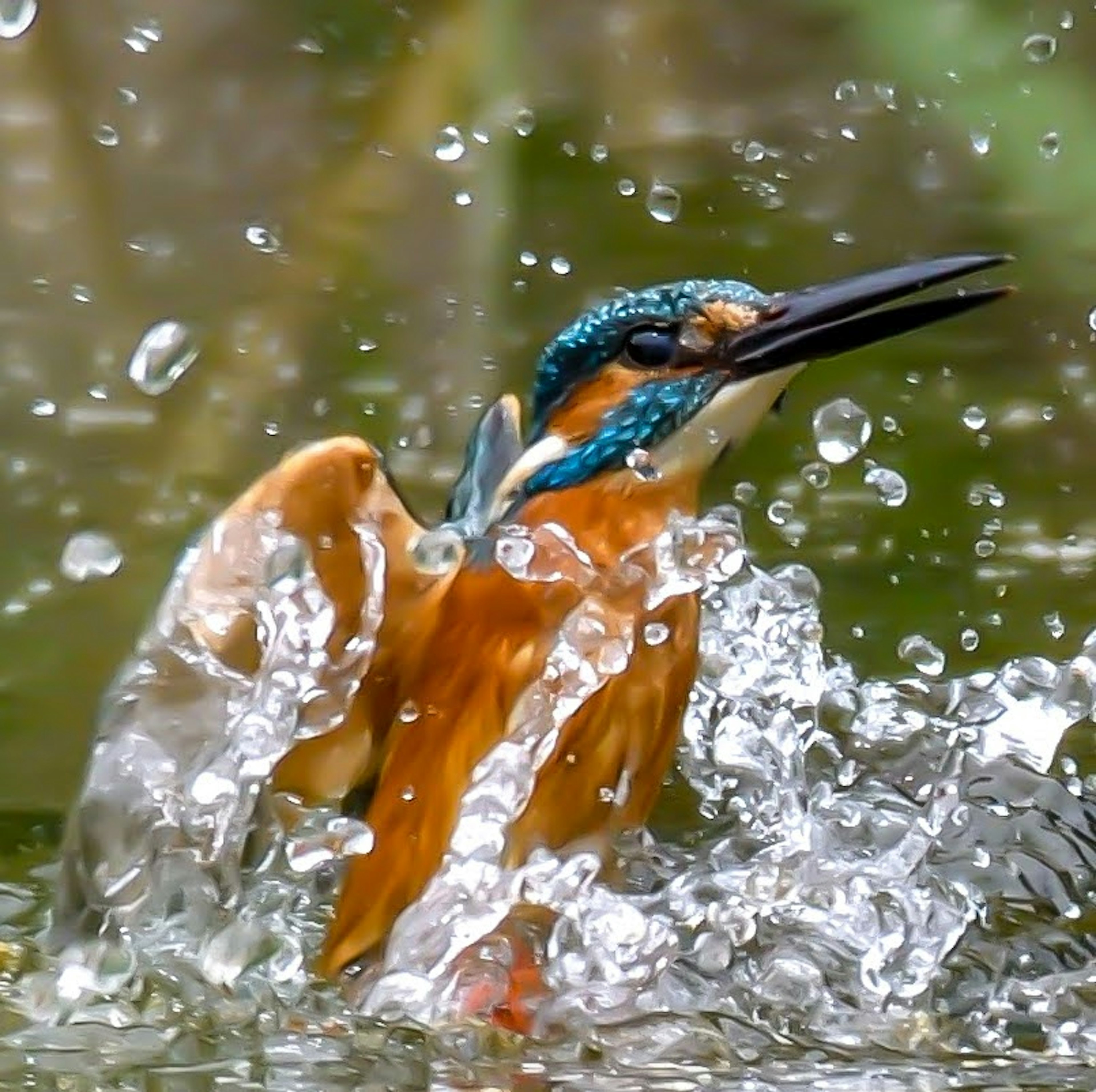 Ein Eisvogel, der aus dem Wasser spritzt und lebendige Farben und Tropfen zeigt