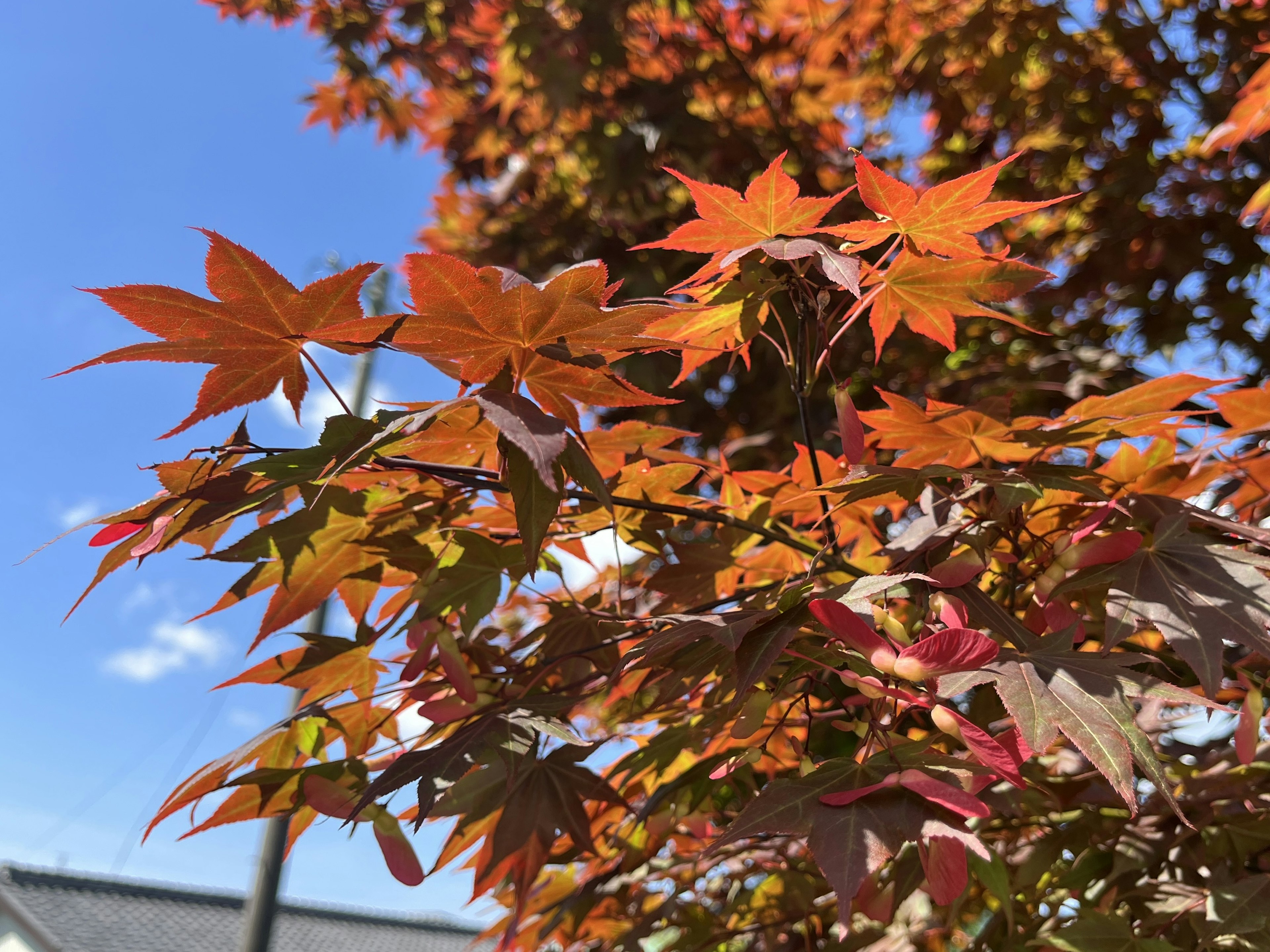 Ahornblätter in Herbstfarben vor blauem Himmel