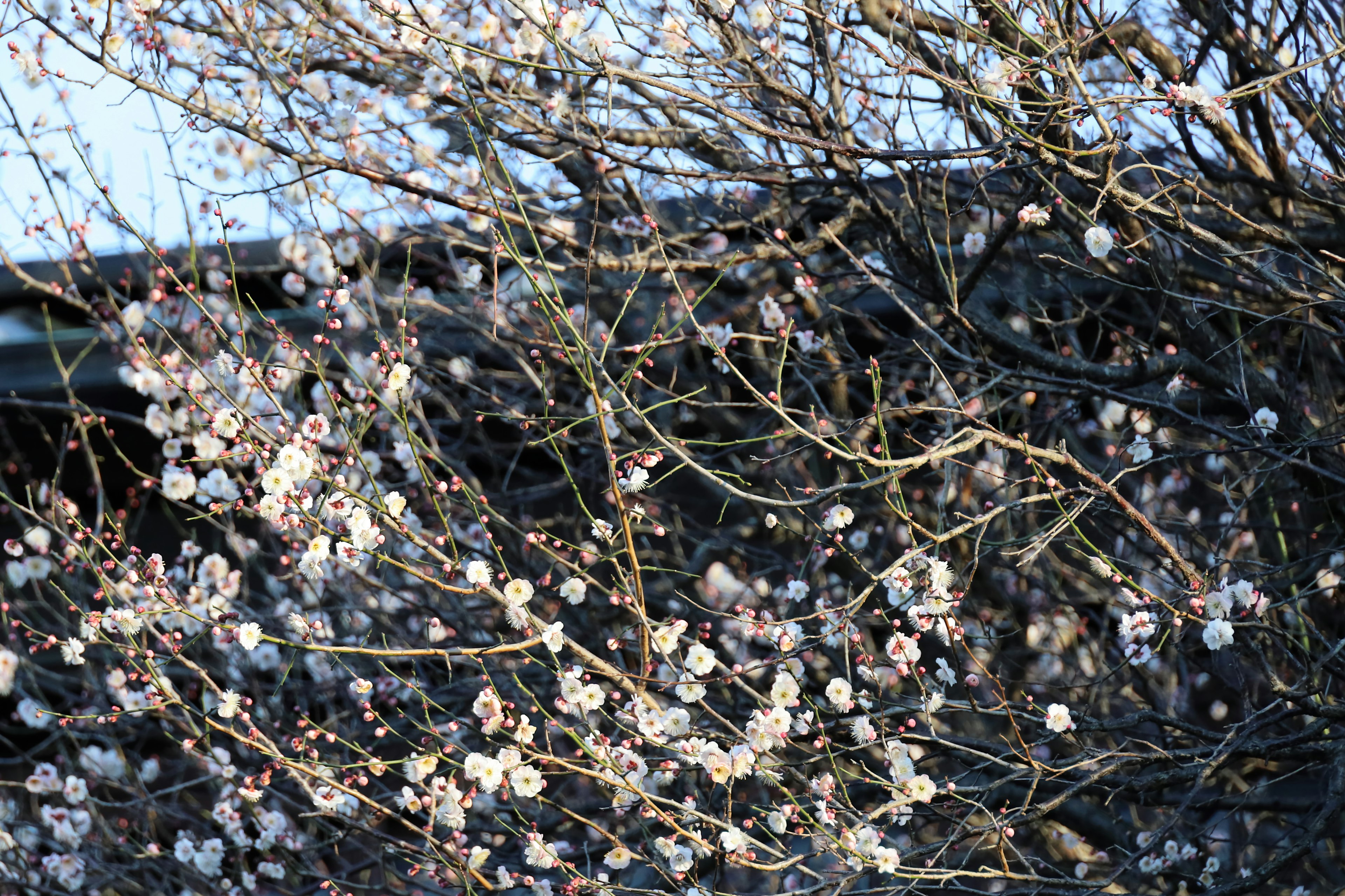 Branches with white flowers under a blue sky