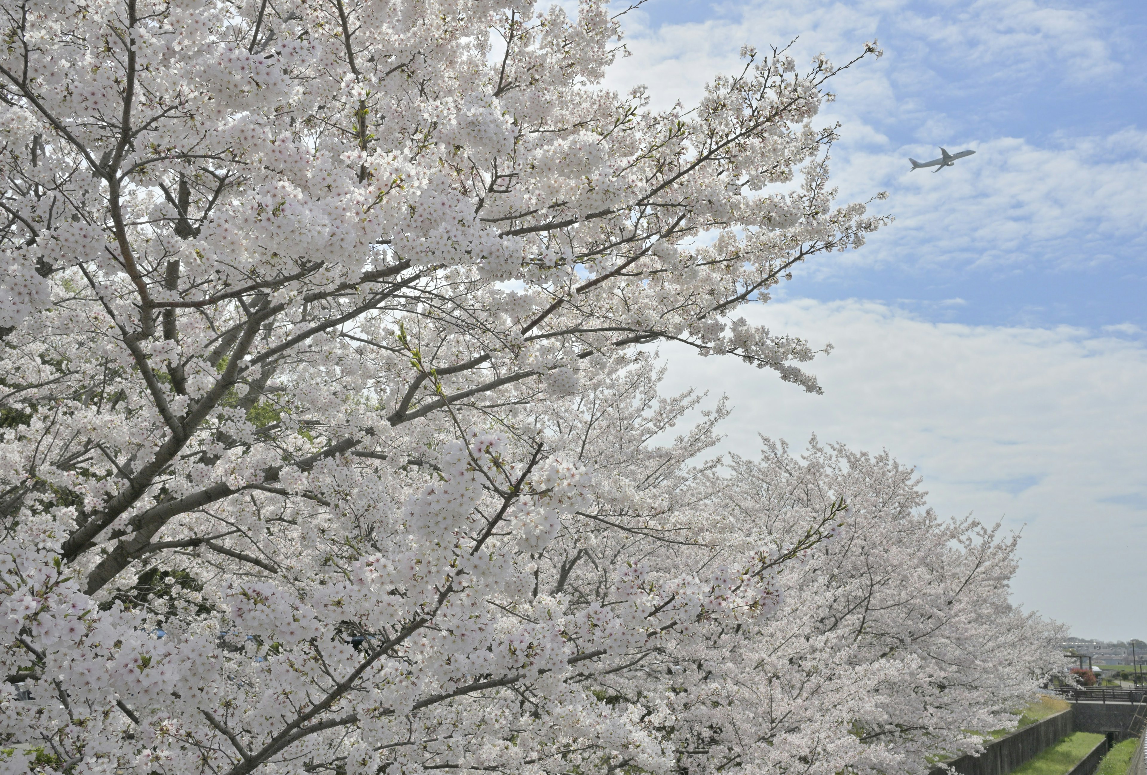 満開の桜の木々と青空の風景