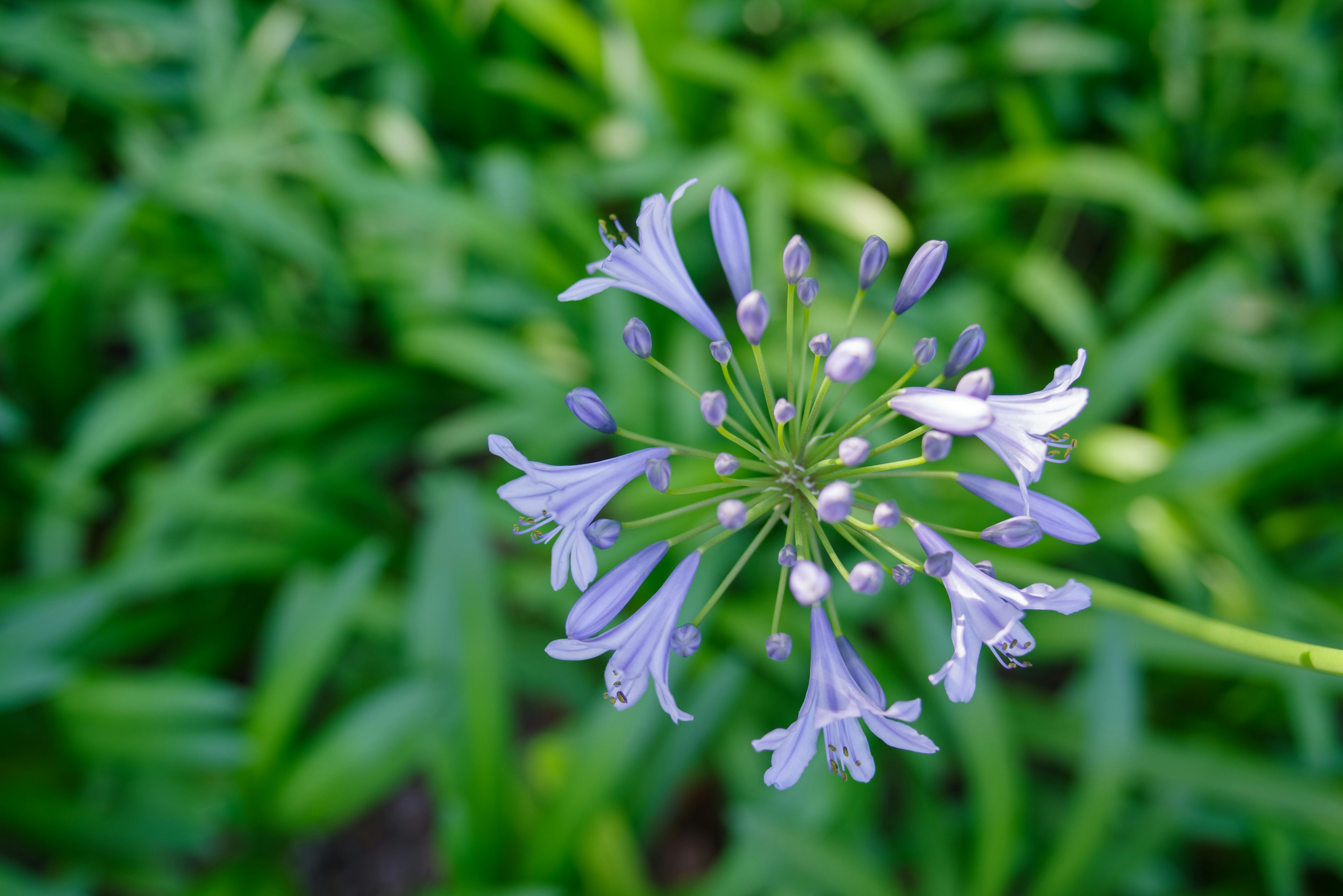 Fleur violette fleurissant parmi des feuilles vertes