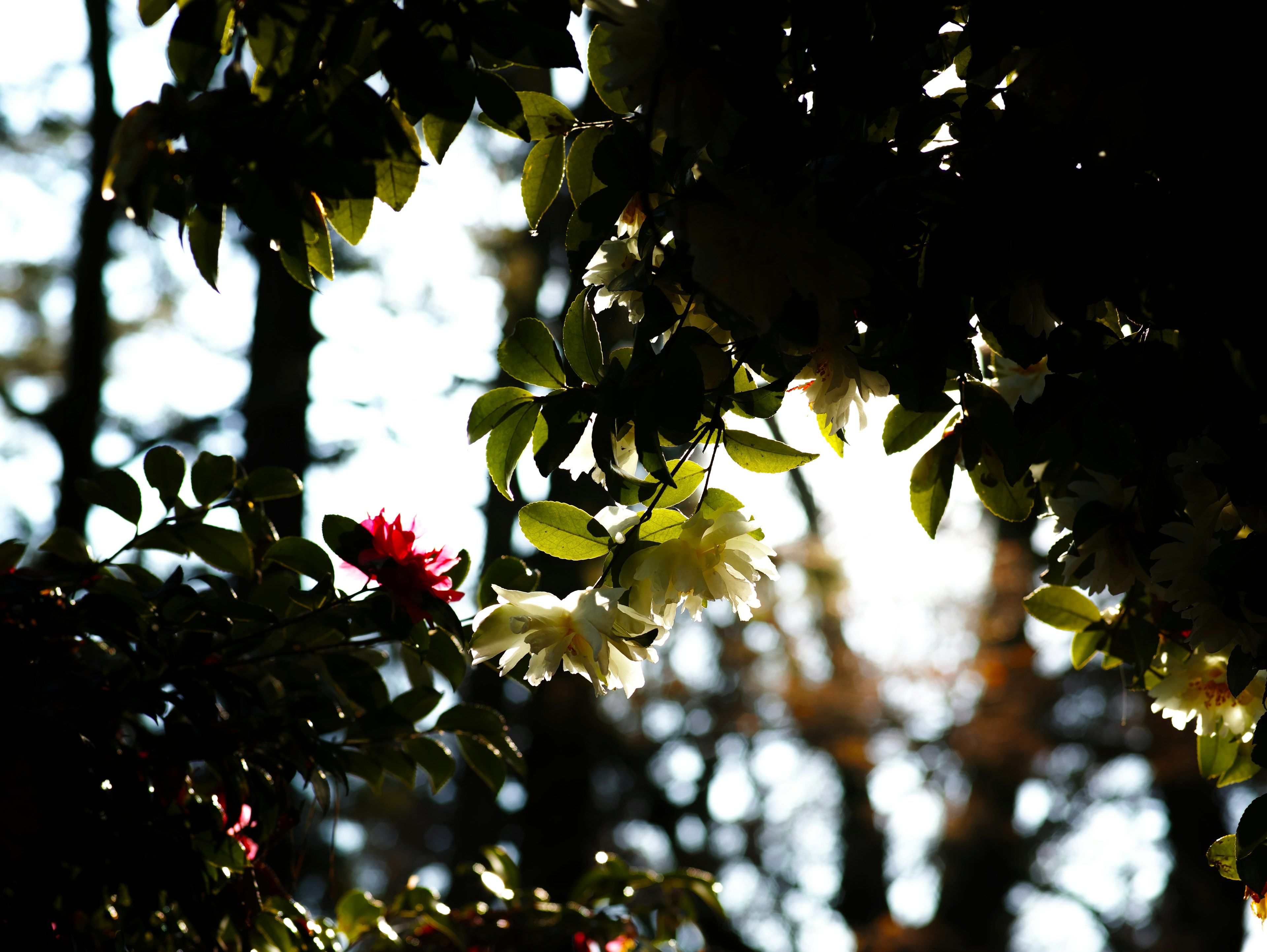 Green leaves and flowers illuminated by light in a dim forest