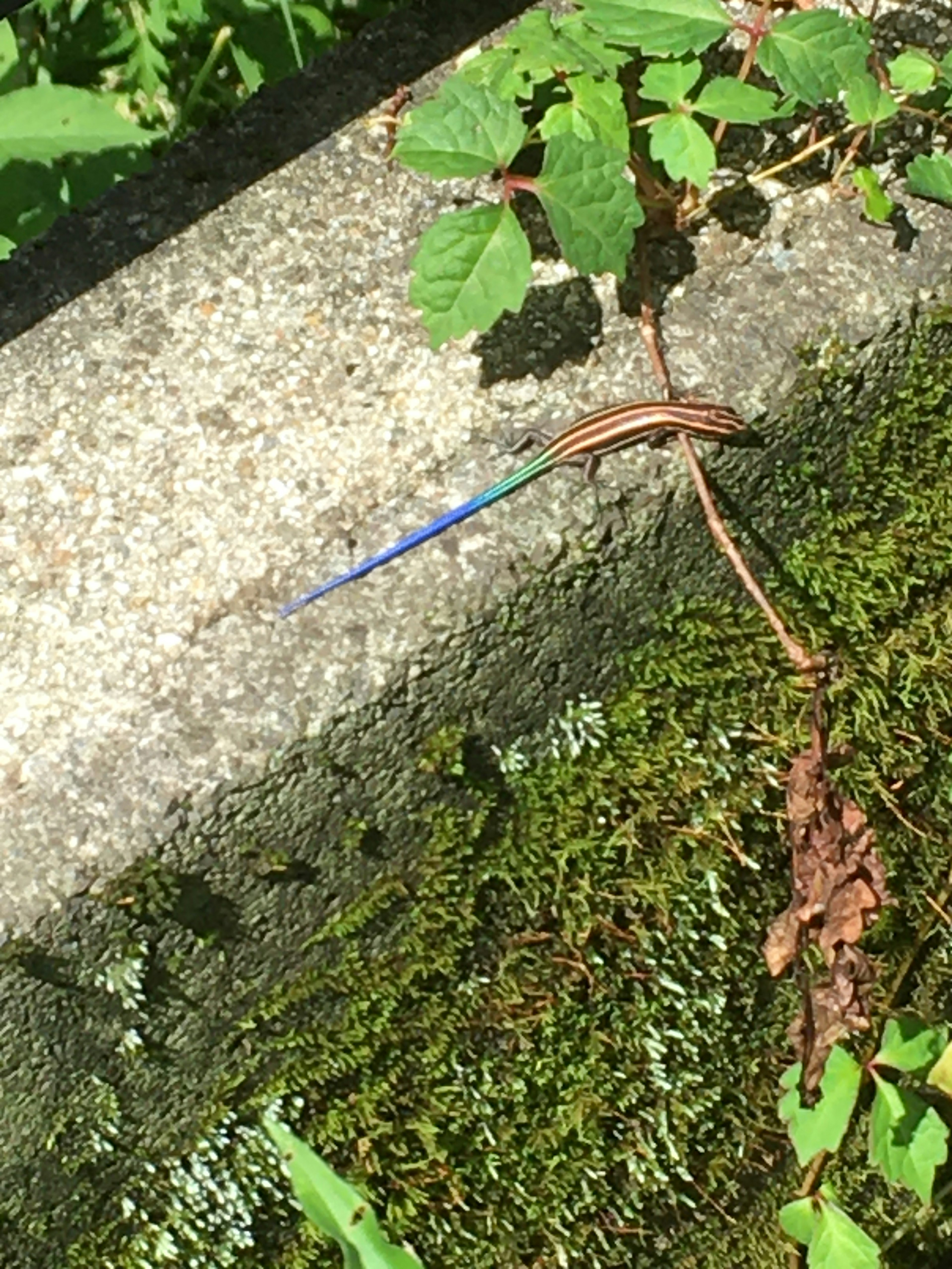 Ein blauer Käfer auf einer mit Moos bedeckten Betonoberfläche umgeben von Grün