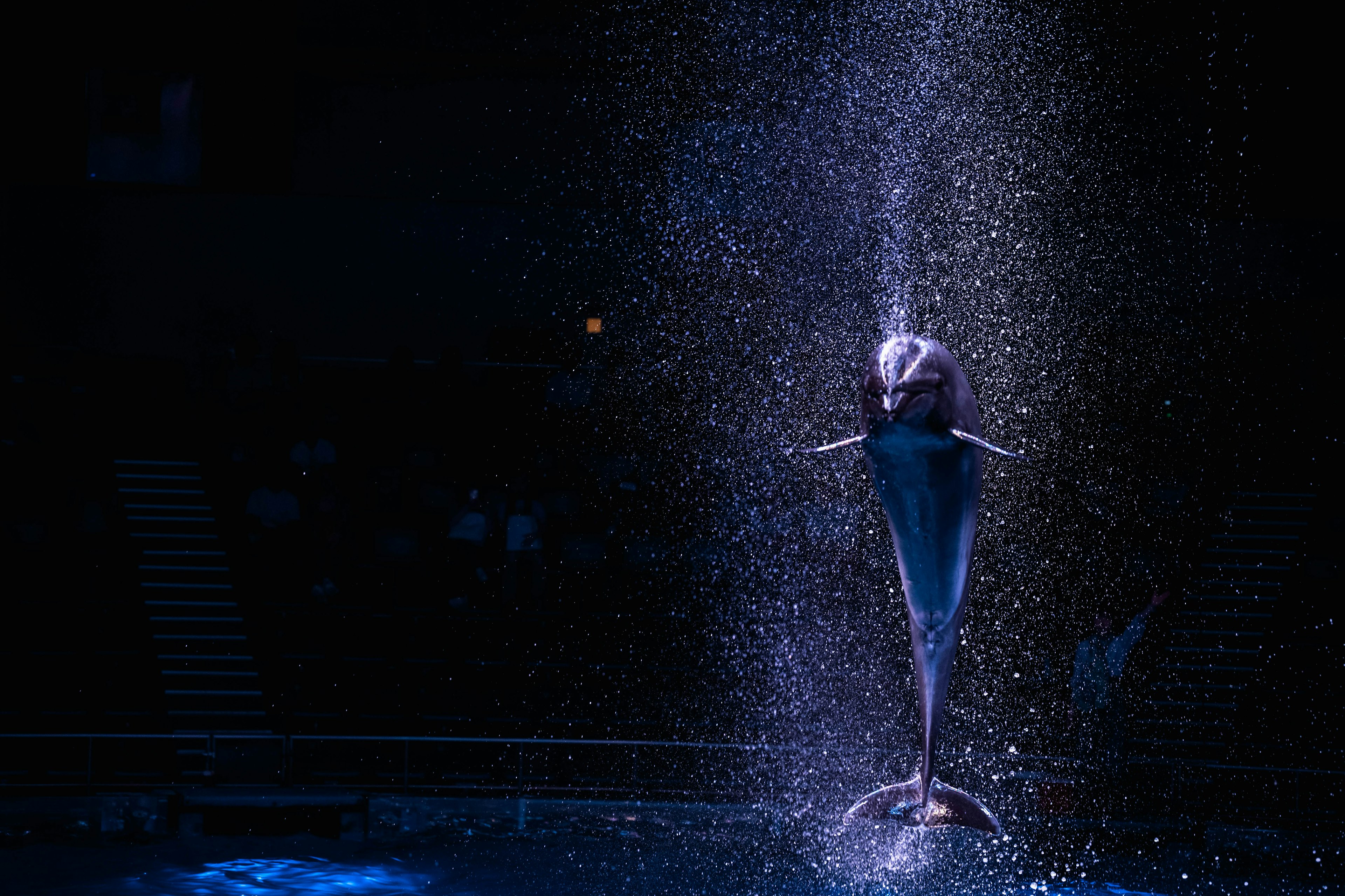 Un delfino che salta con schizzi d'acqua