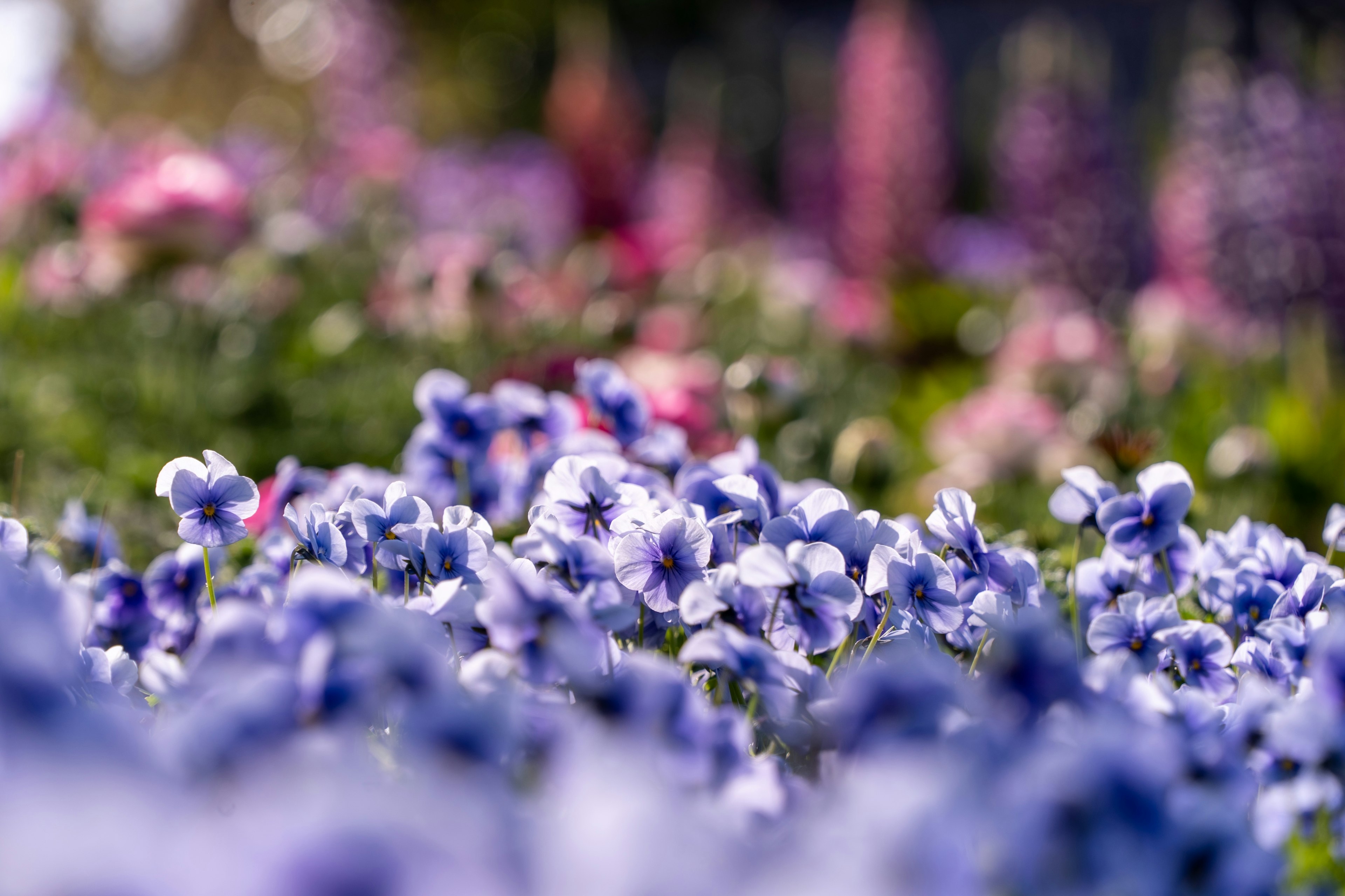 紫色の花が咲く庭の風景　背景にはピンクの花々が見える